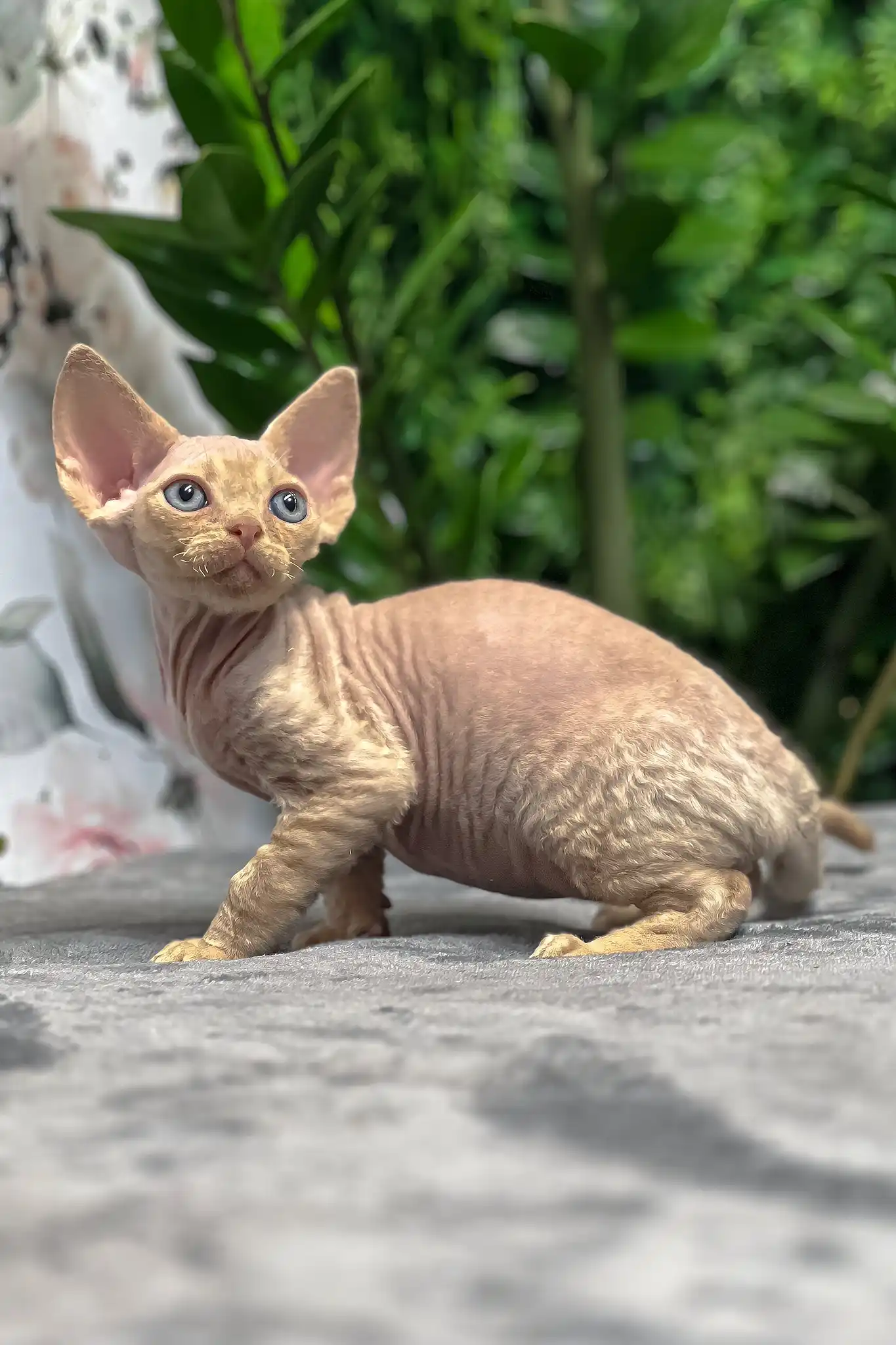 Archie | Devon Rex Kitten - Image 6