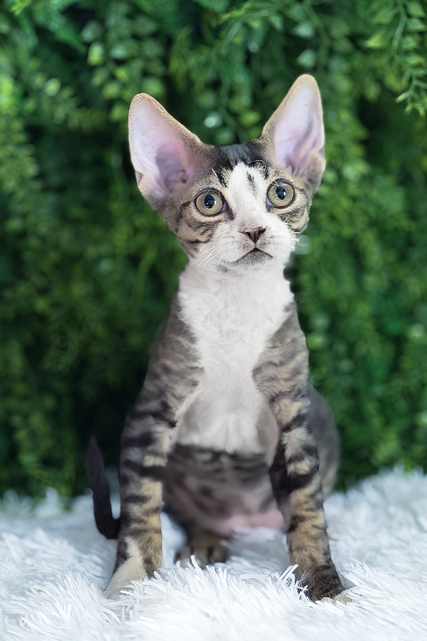 Axel | Devon Rex Kitten - Image 4