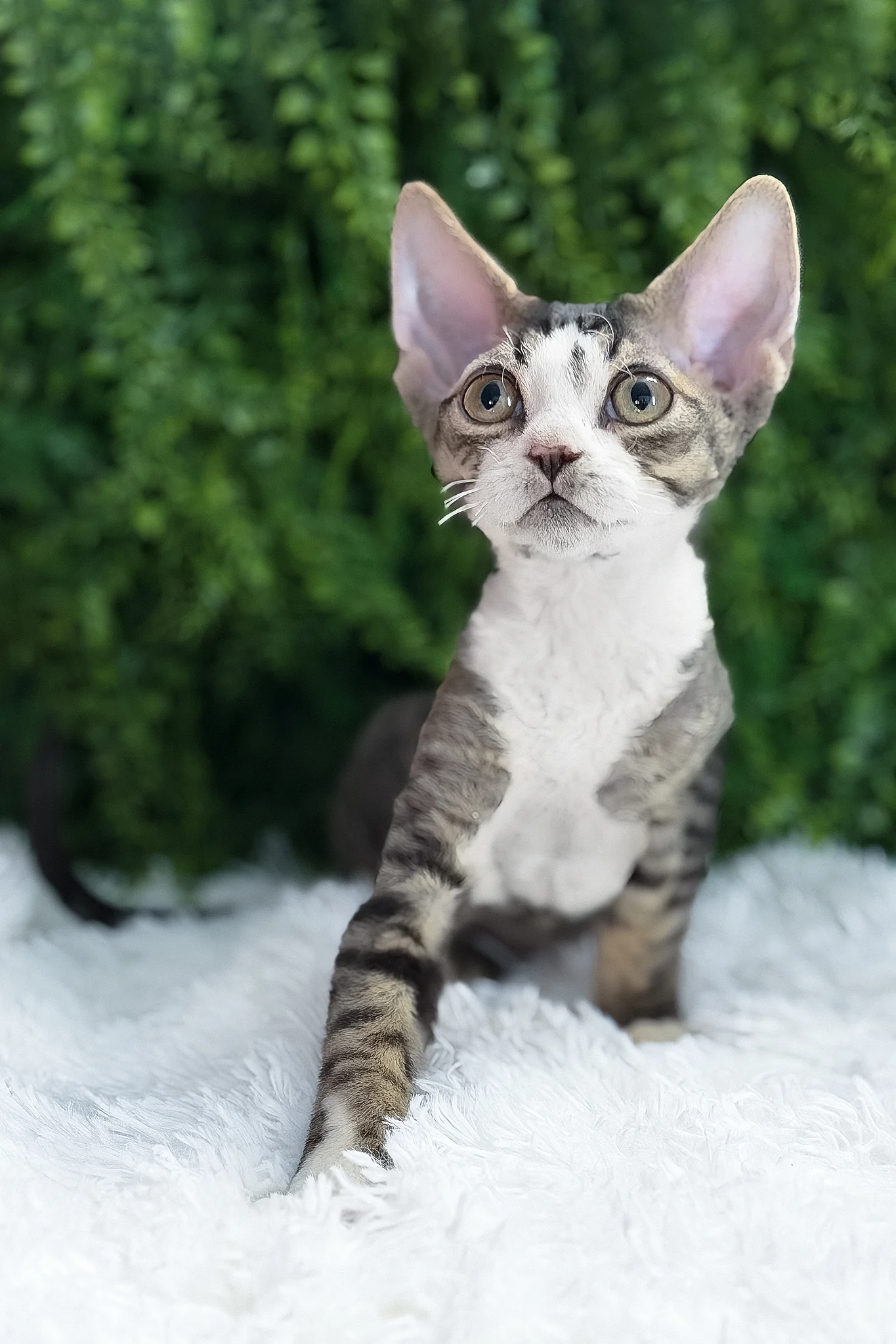 Axel | Devon Rex Kitten - Image 6