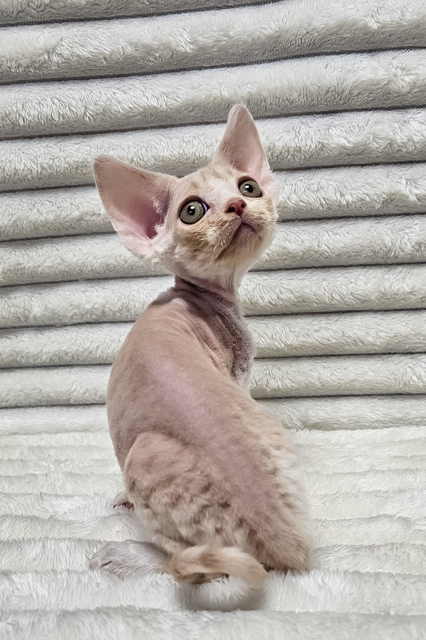 Cappuccino | Devon Rex Kitten - Image 6