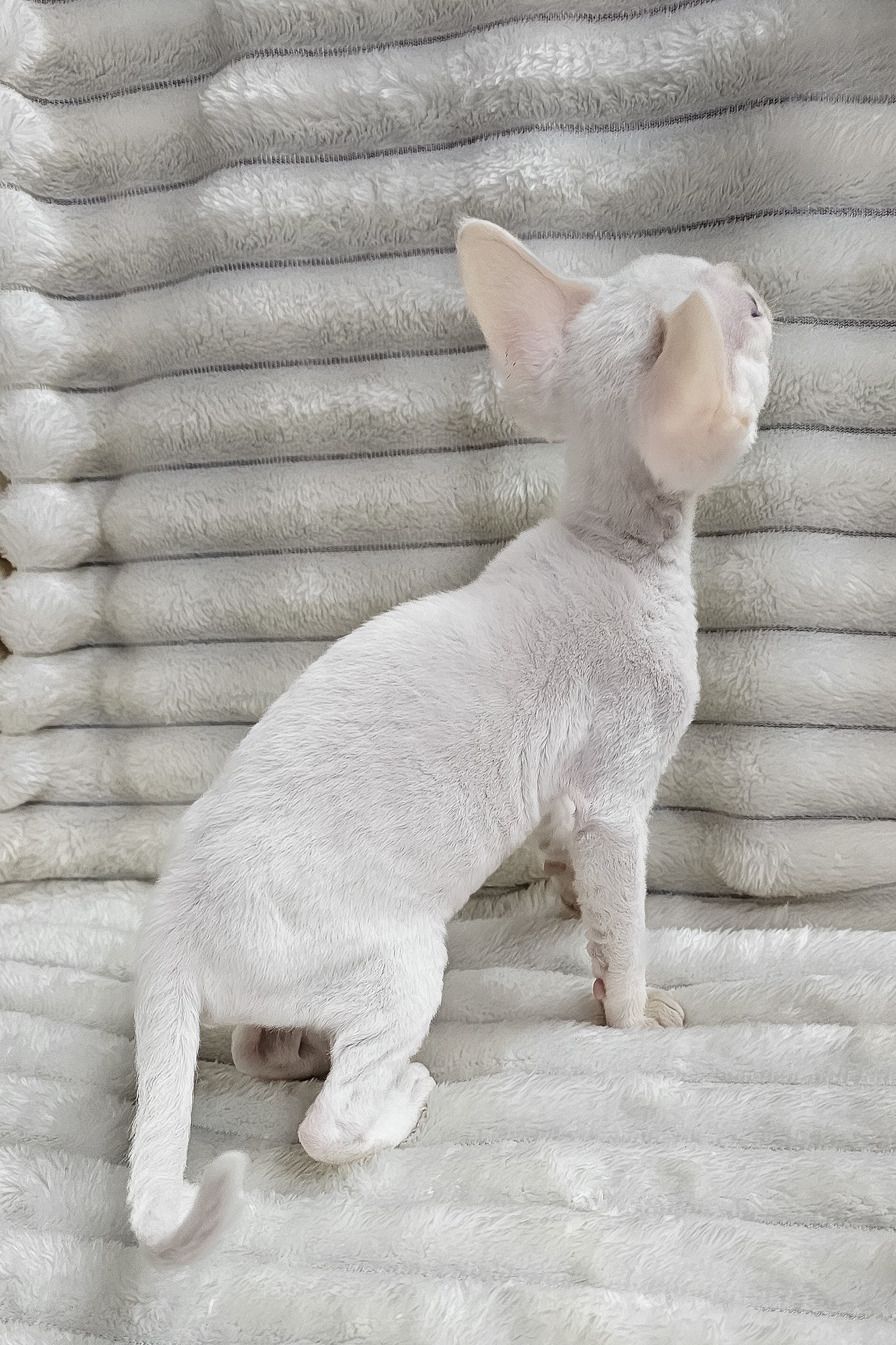 Casper | Devon Rex Kitten - Image 7