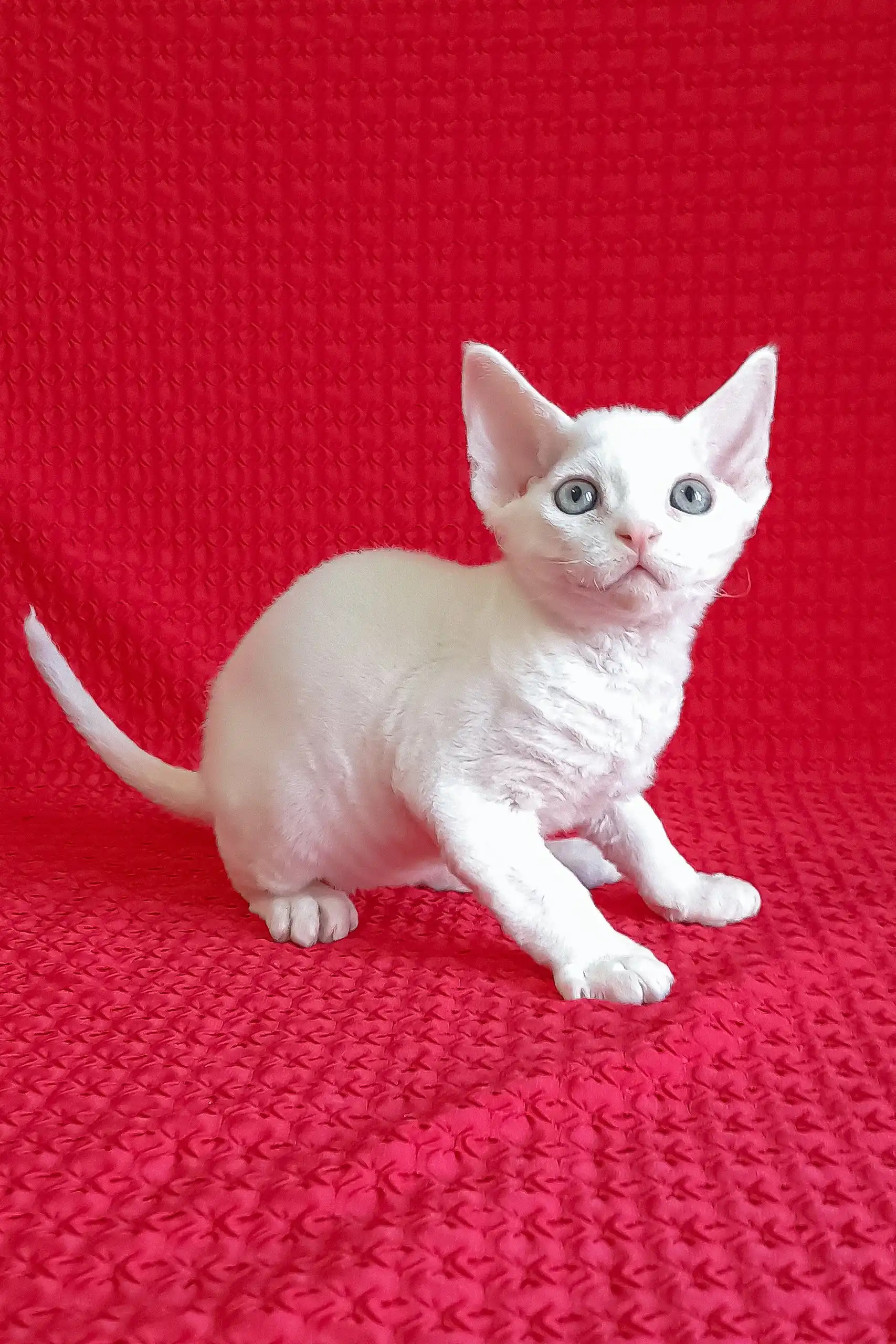 Felix | Devon Rex Kitten - Image 2