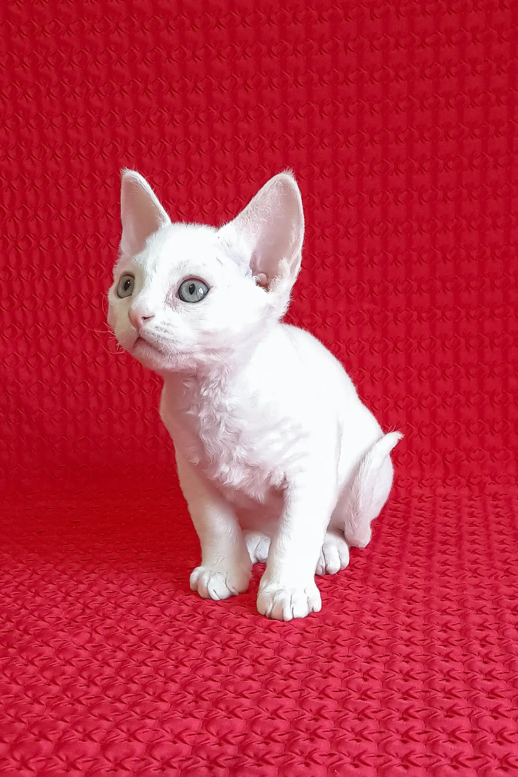 Felix | Devon Rex Kitten - Image 4