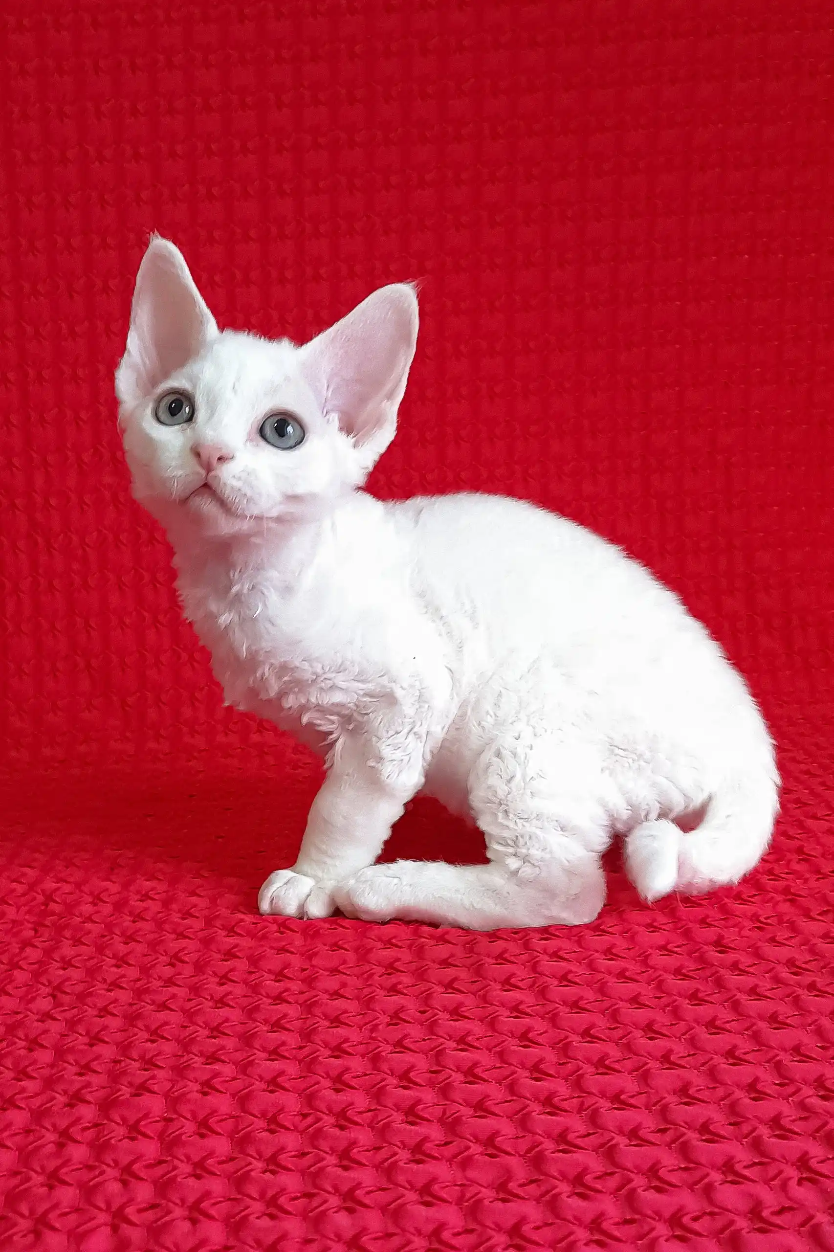 Flash | Devon Rex Kitten - Image 2