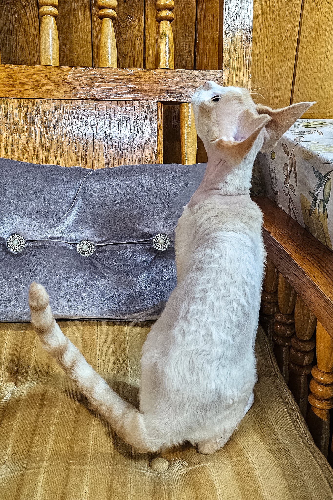 Gucci | Devon Rex Kitten - Image 3