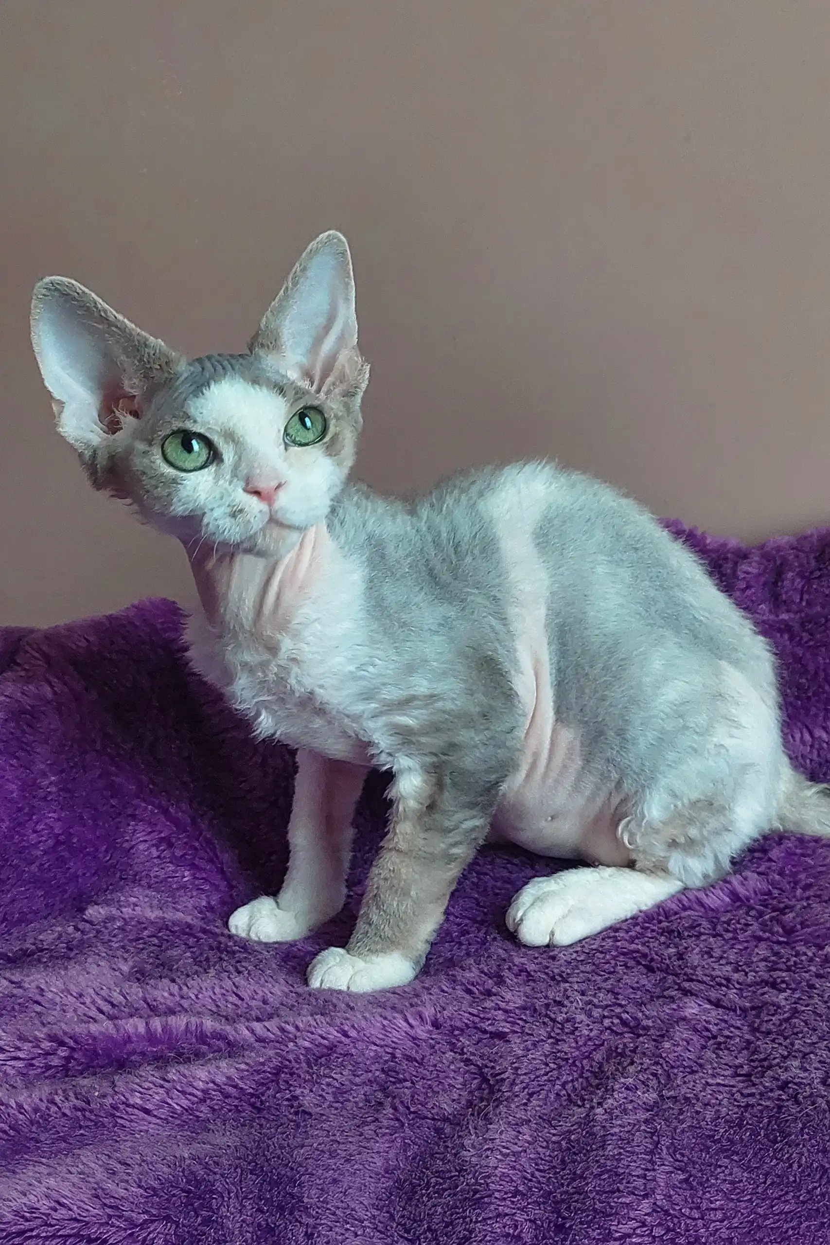 Hank | Devon Rex Kitten - Image 7