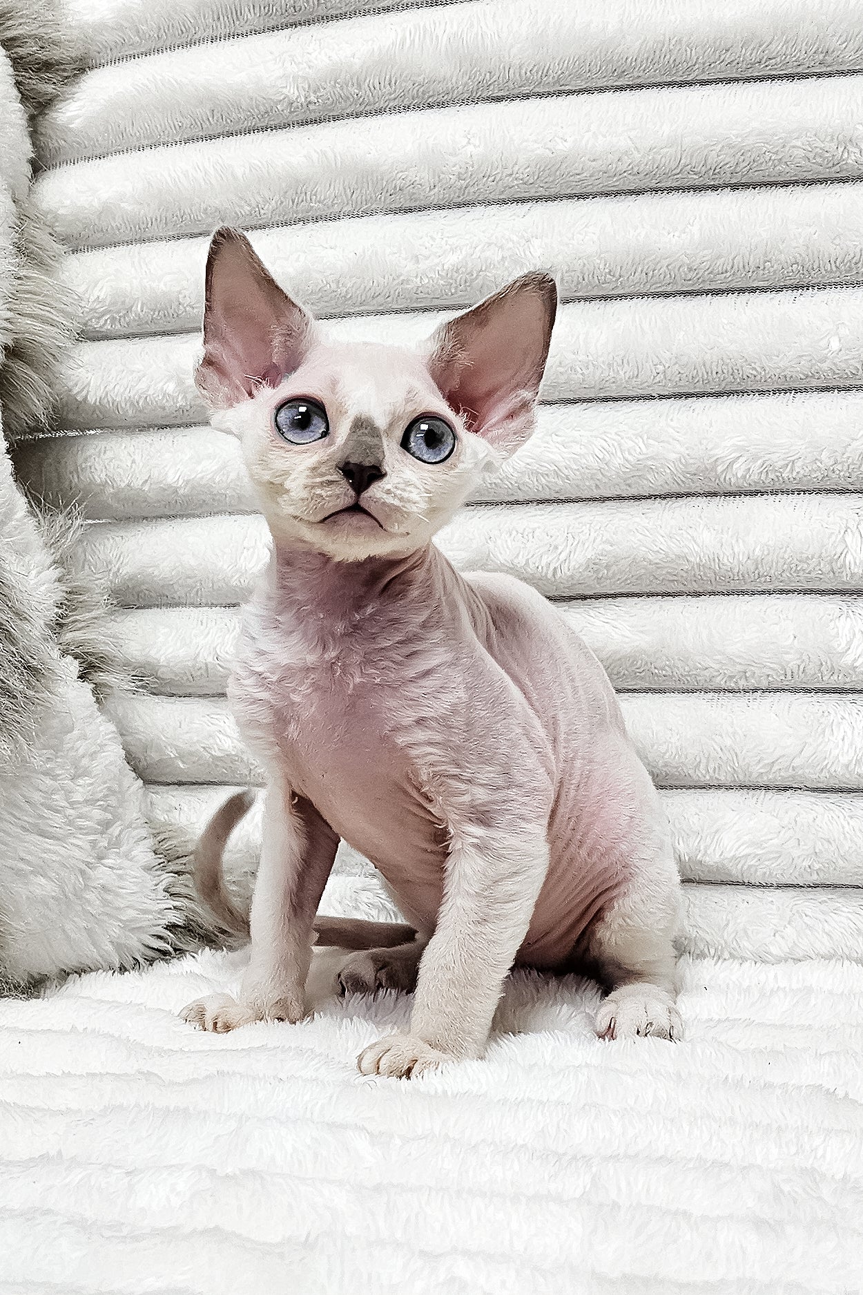 Ilan | Devon Rex Kitten - Image 2