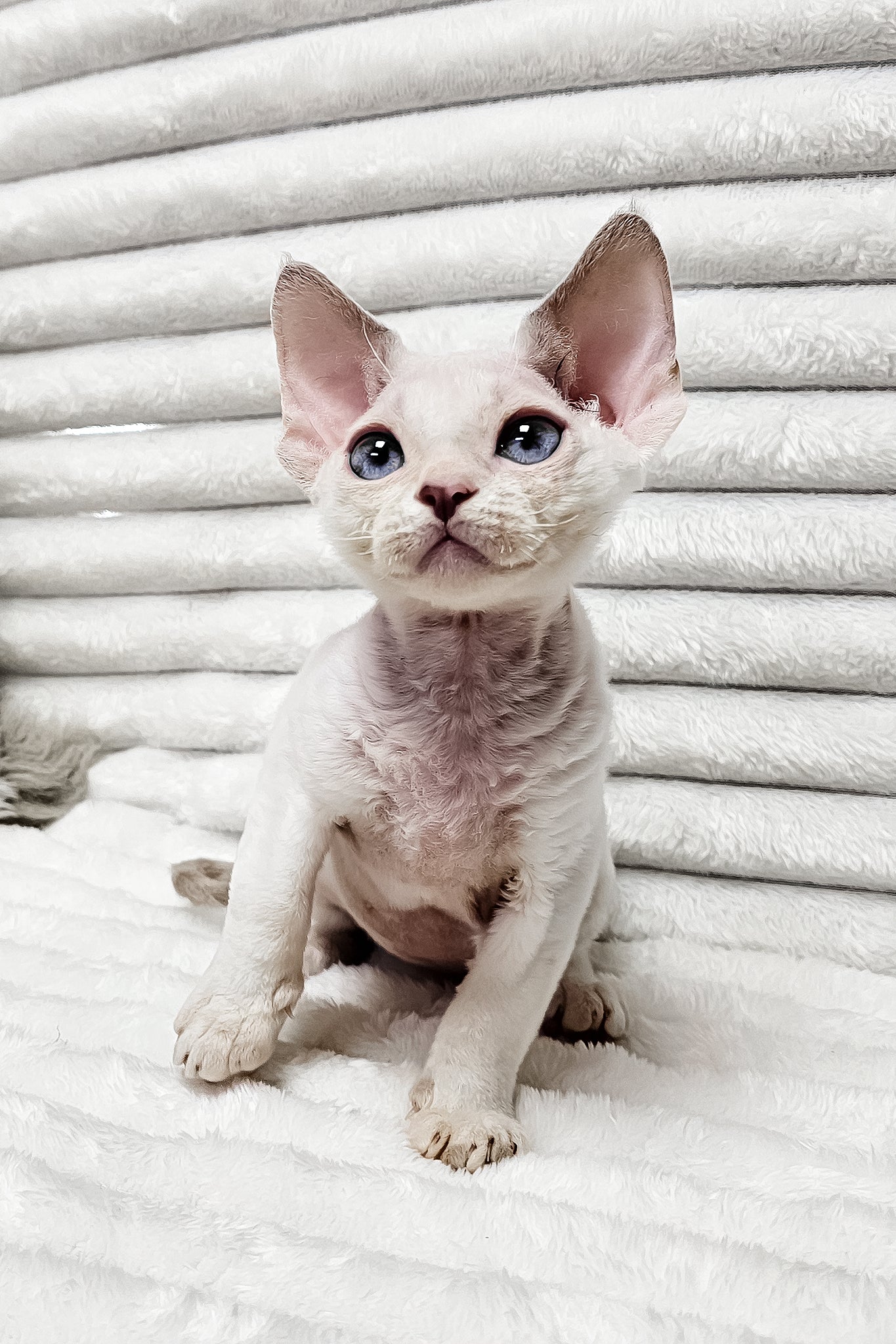 Ivan | Devon Rex Kitten - Image 3