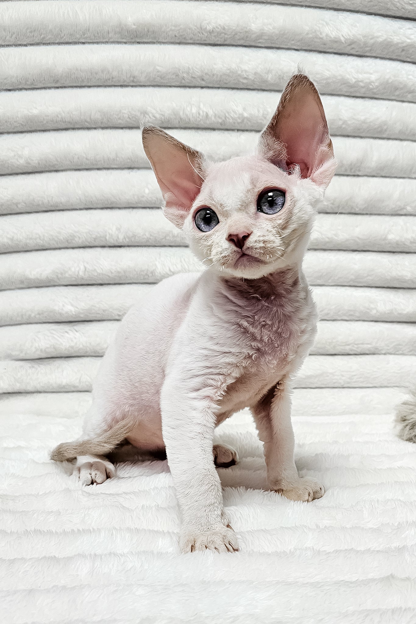 Ivan | Devon Rex Kitten - Image 9