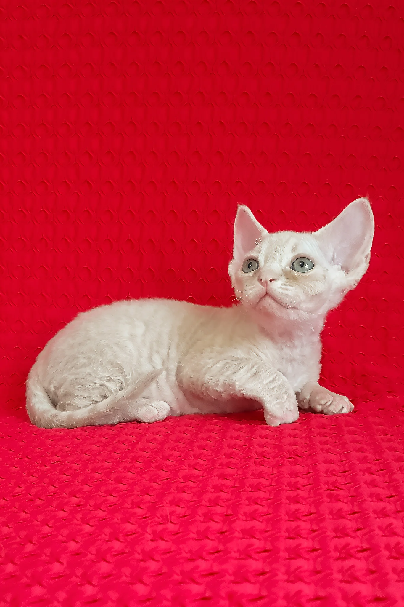 Jay-Jay | Devon Rex Kitten - Image 5