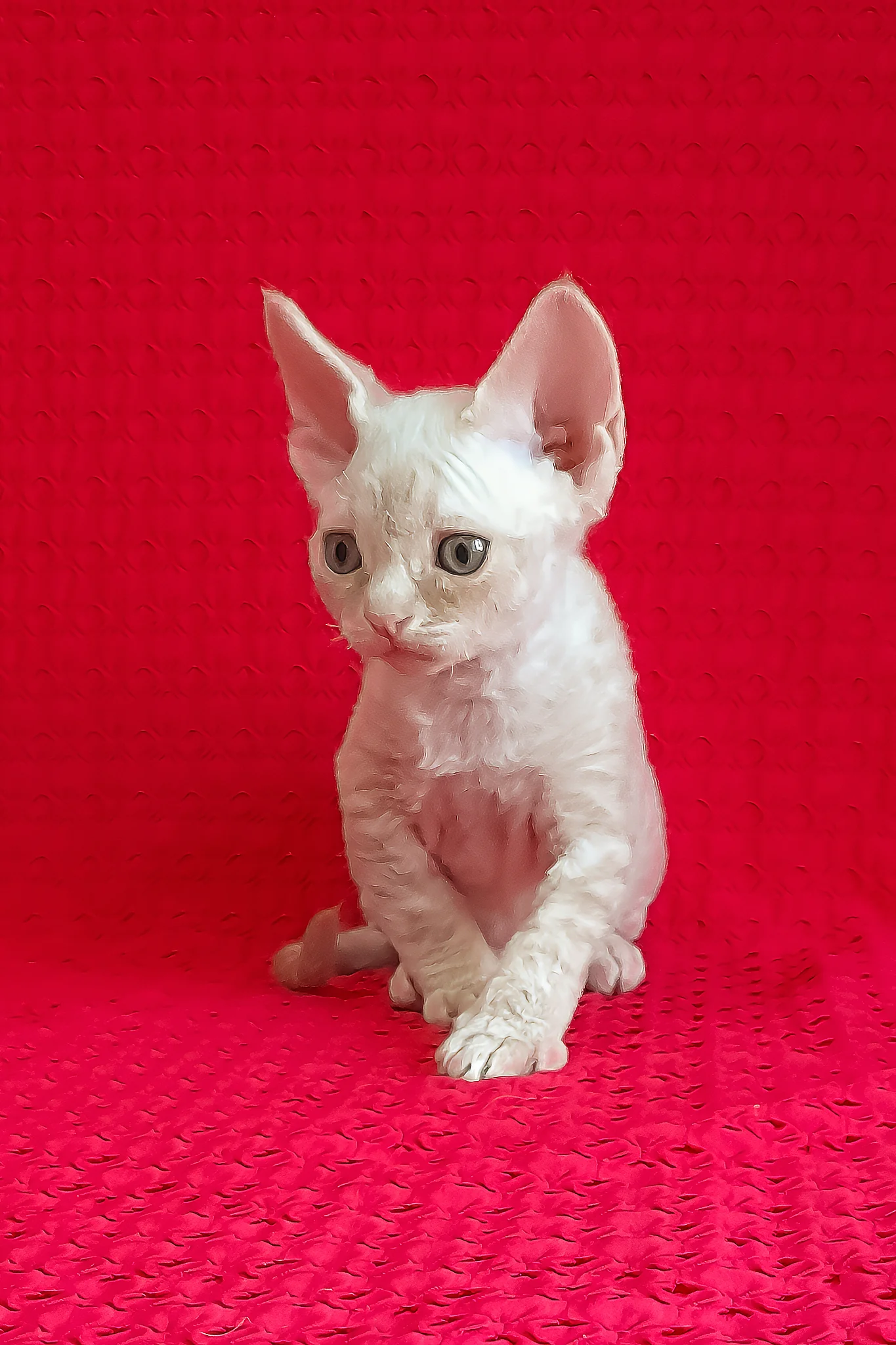 Jay-Jay | Devon Rex Kitten - Image 6