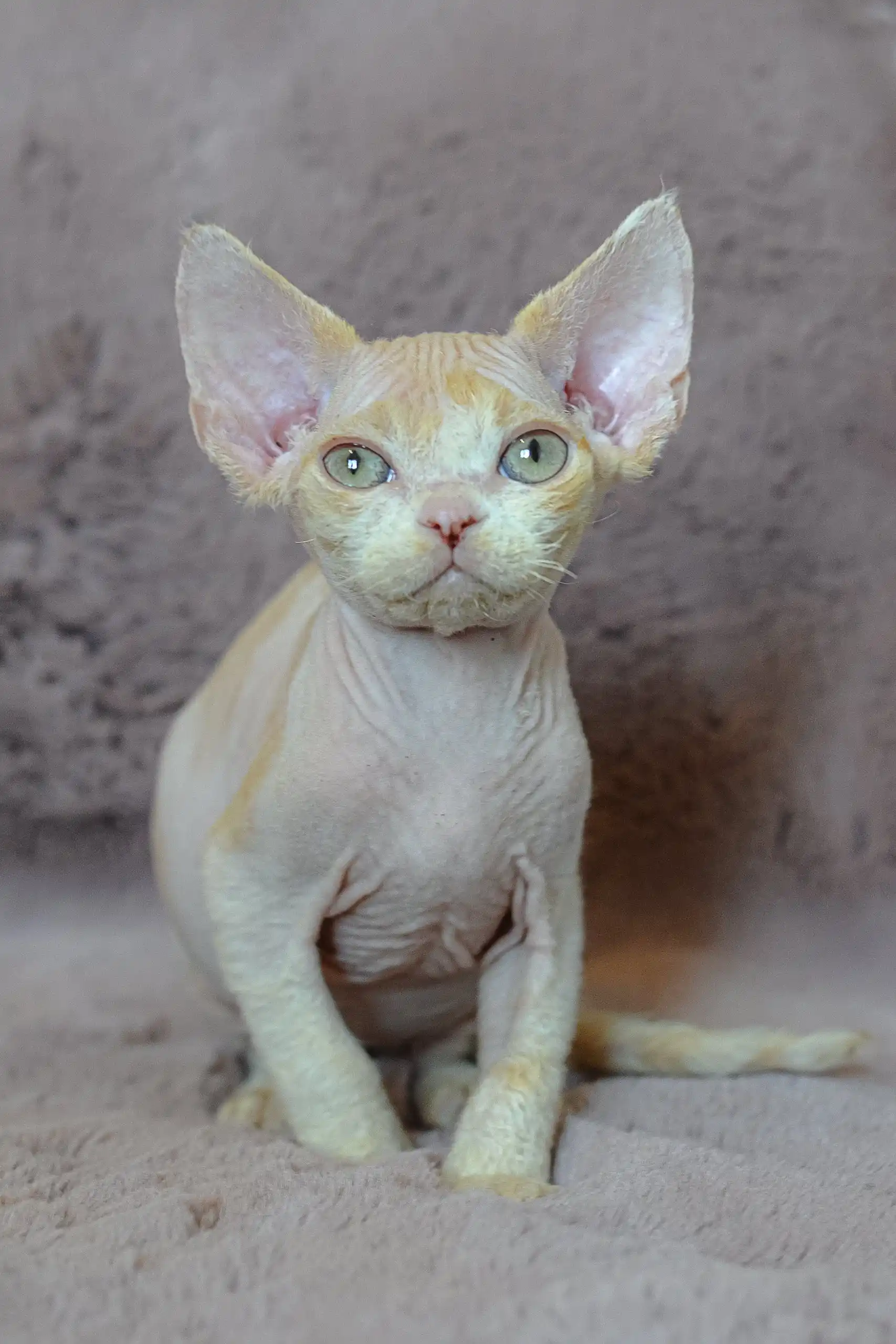 Kerry | Devon Rex Kitten - Image 3
