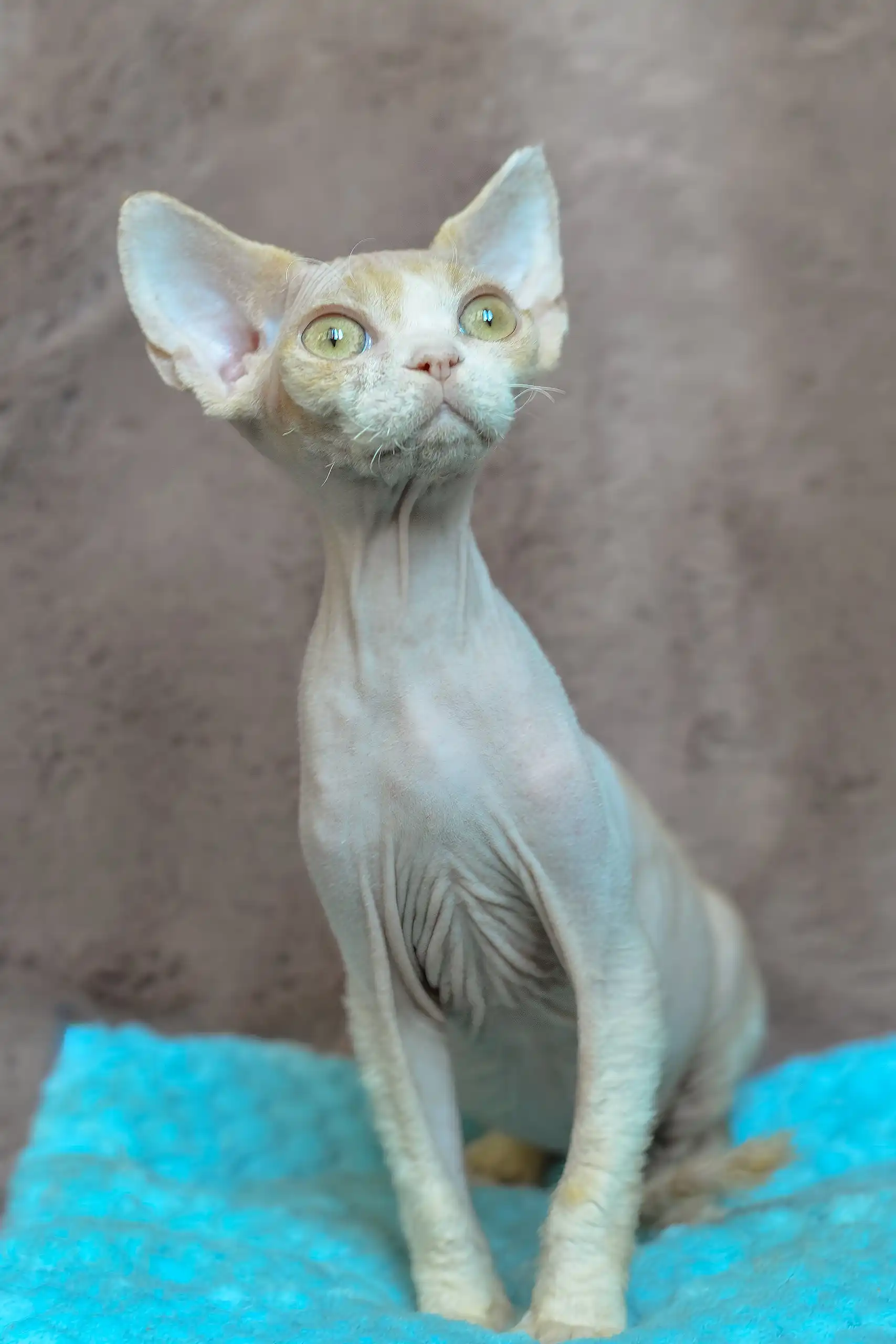 Kerry | Devon Rex Kitten - Image 7