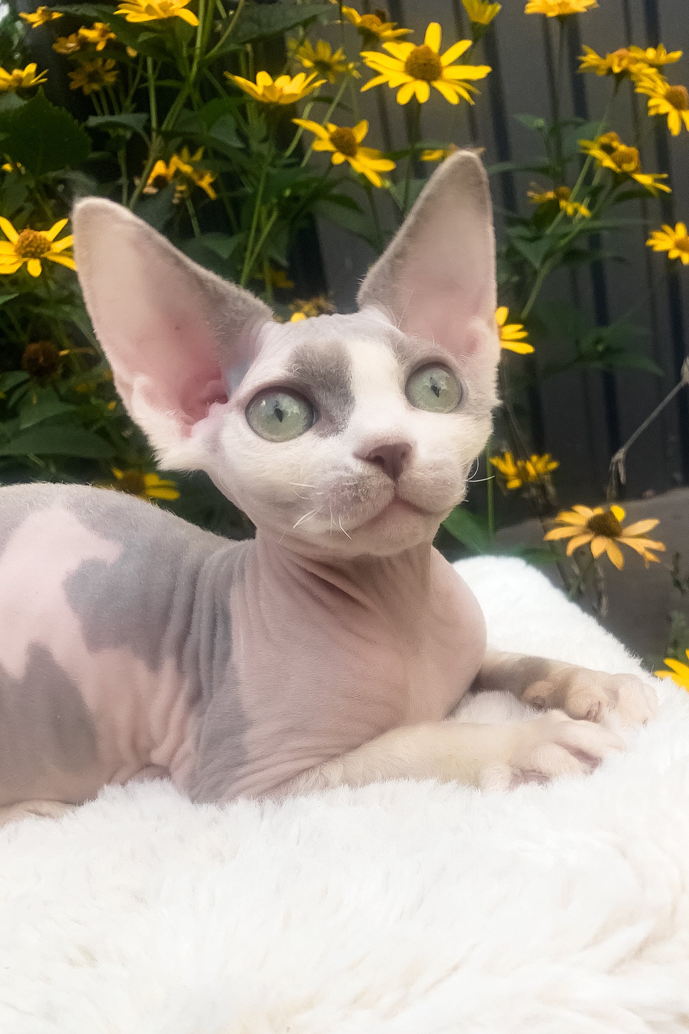 Leonardo | Devon Rex Kitten - Image 5
