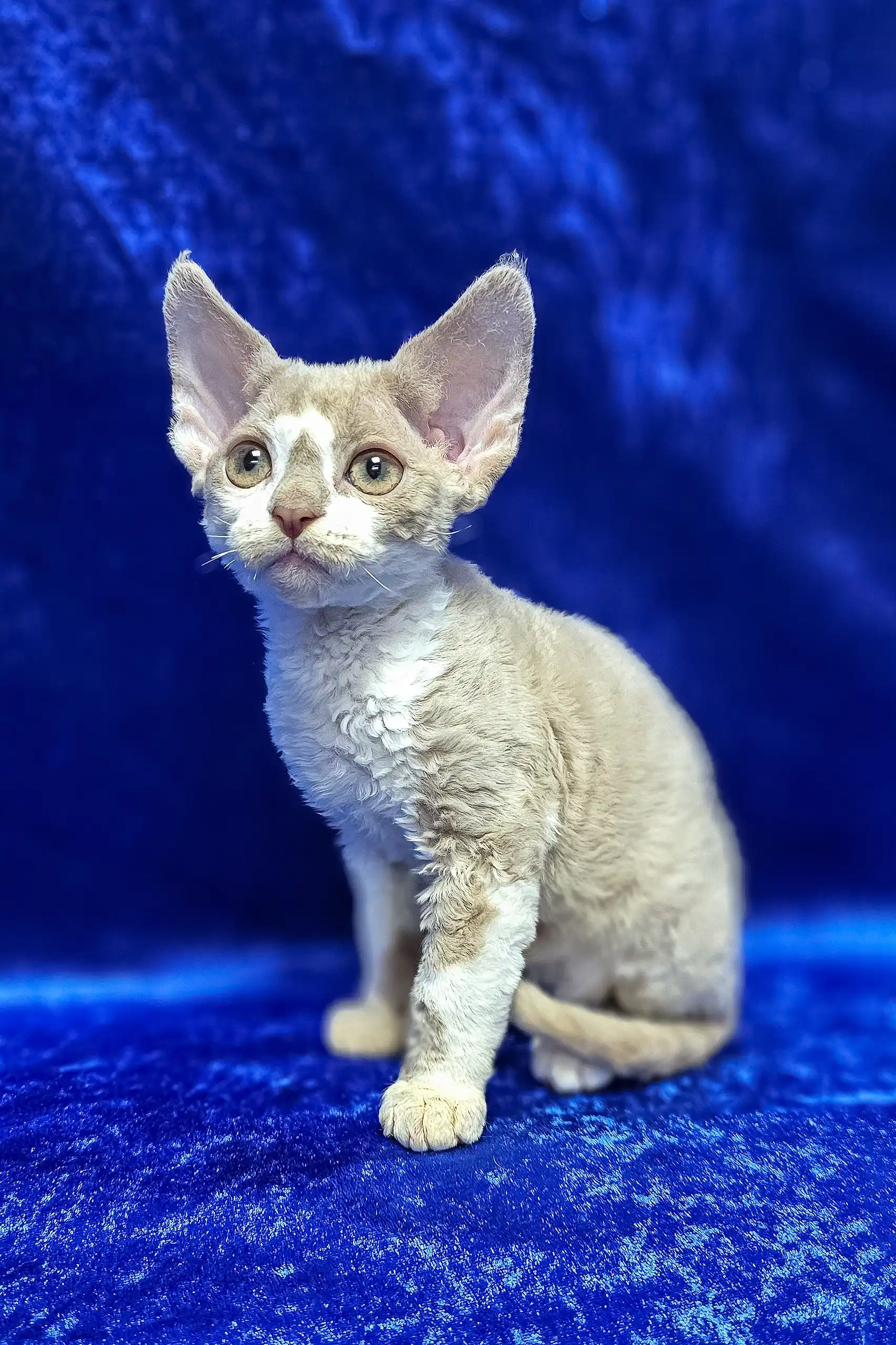 Lord | Devon Rex Kitten - Image 4