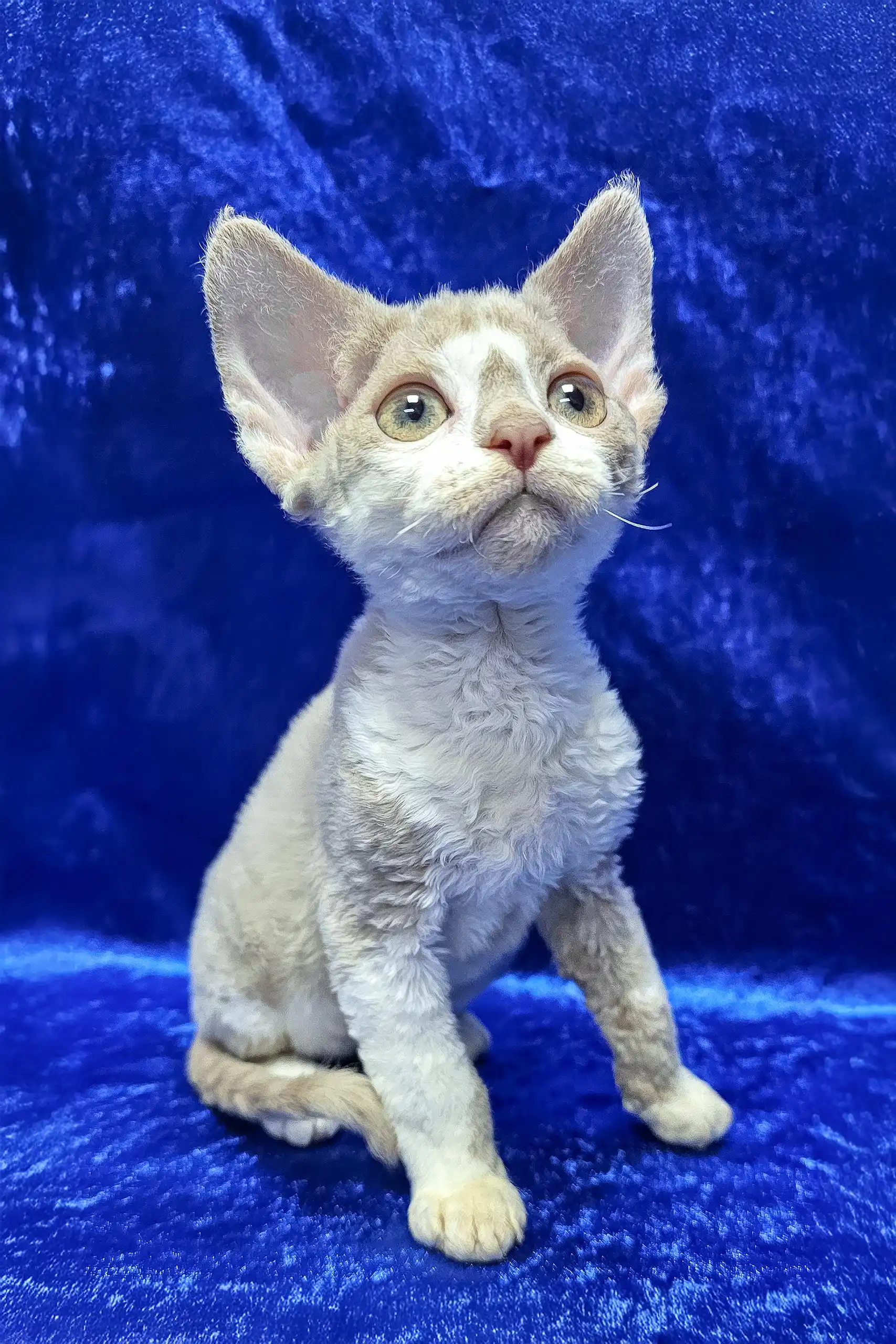 Lord | Devon Rex Kitten - Image 6