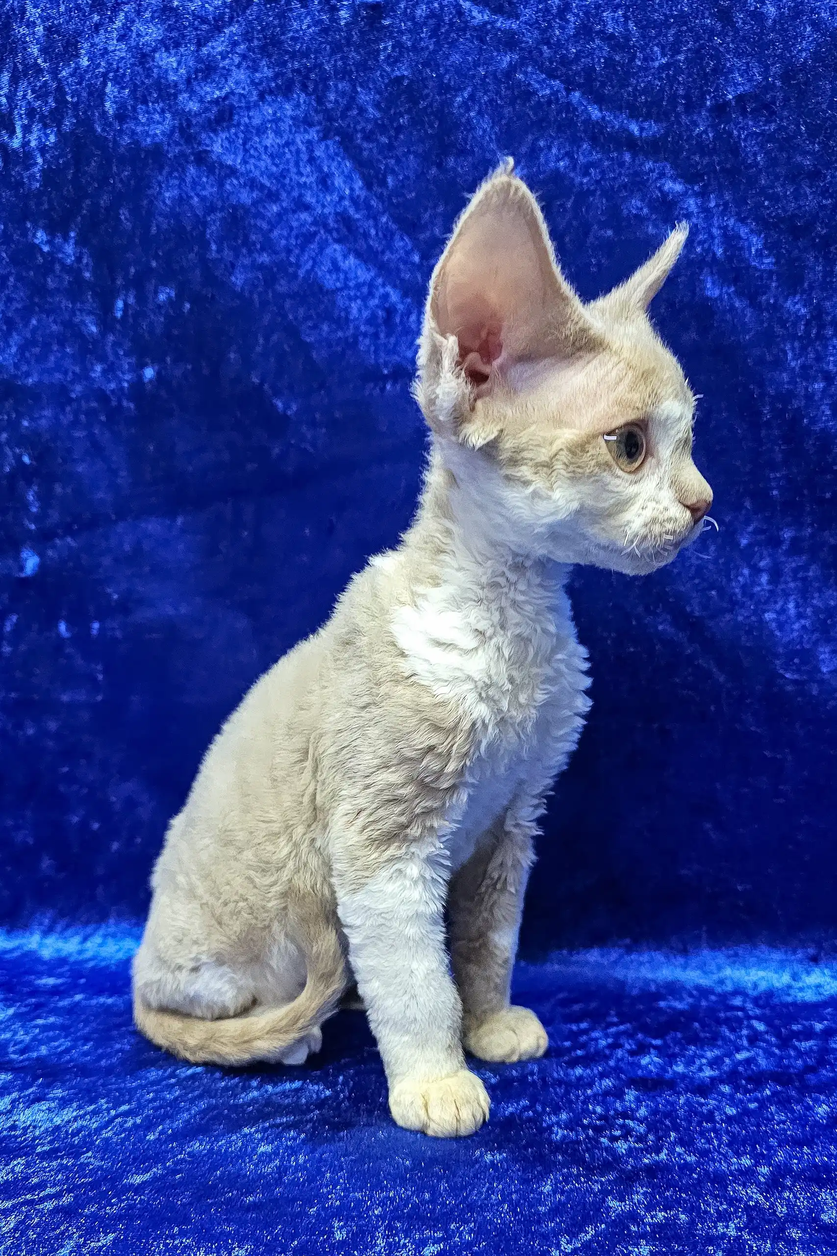 Lord | Devon Rex Kitten - Image 7