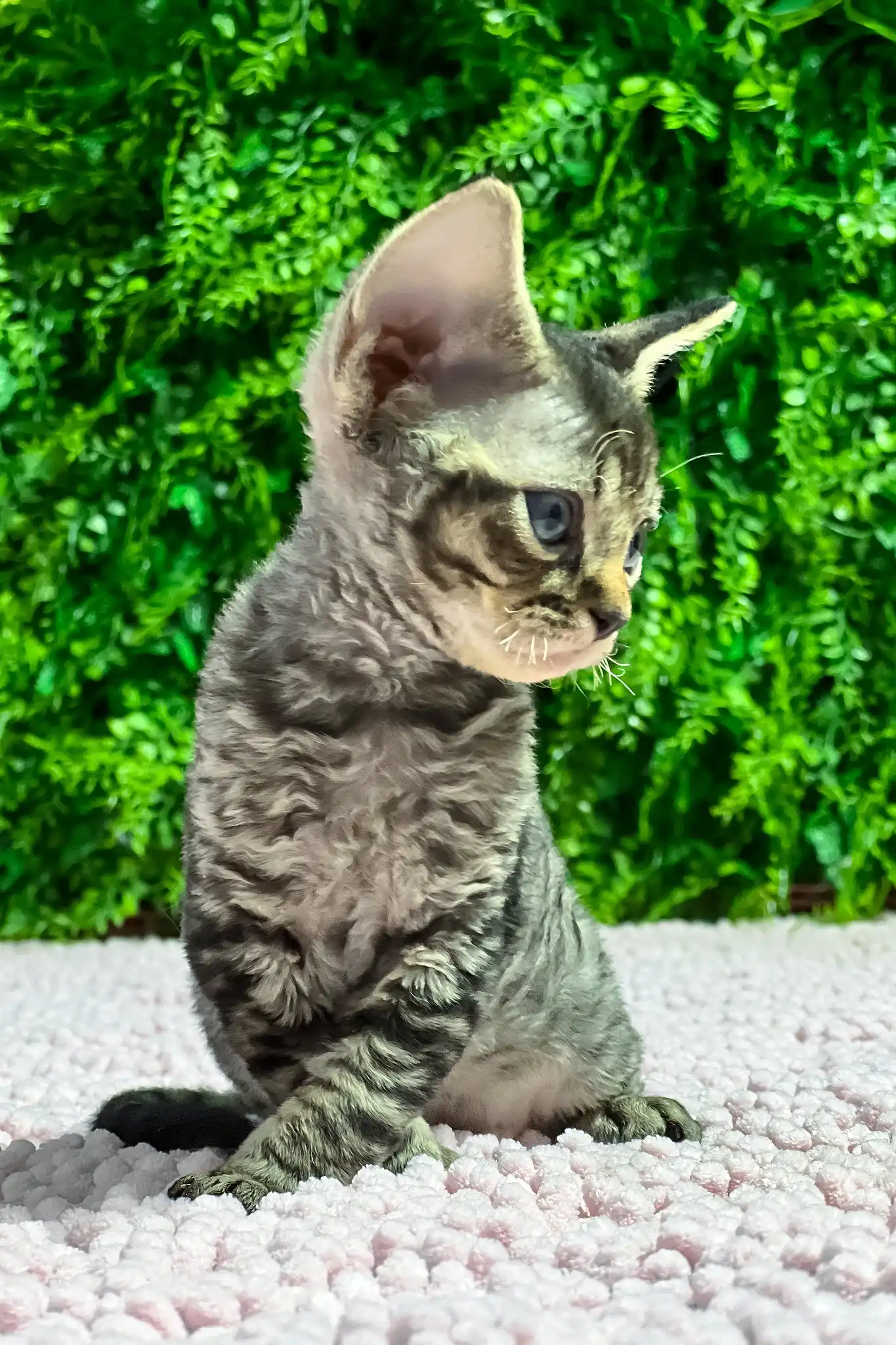 Marco | Devon Rex Kitten - Image 3