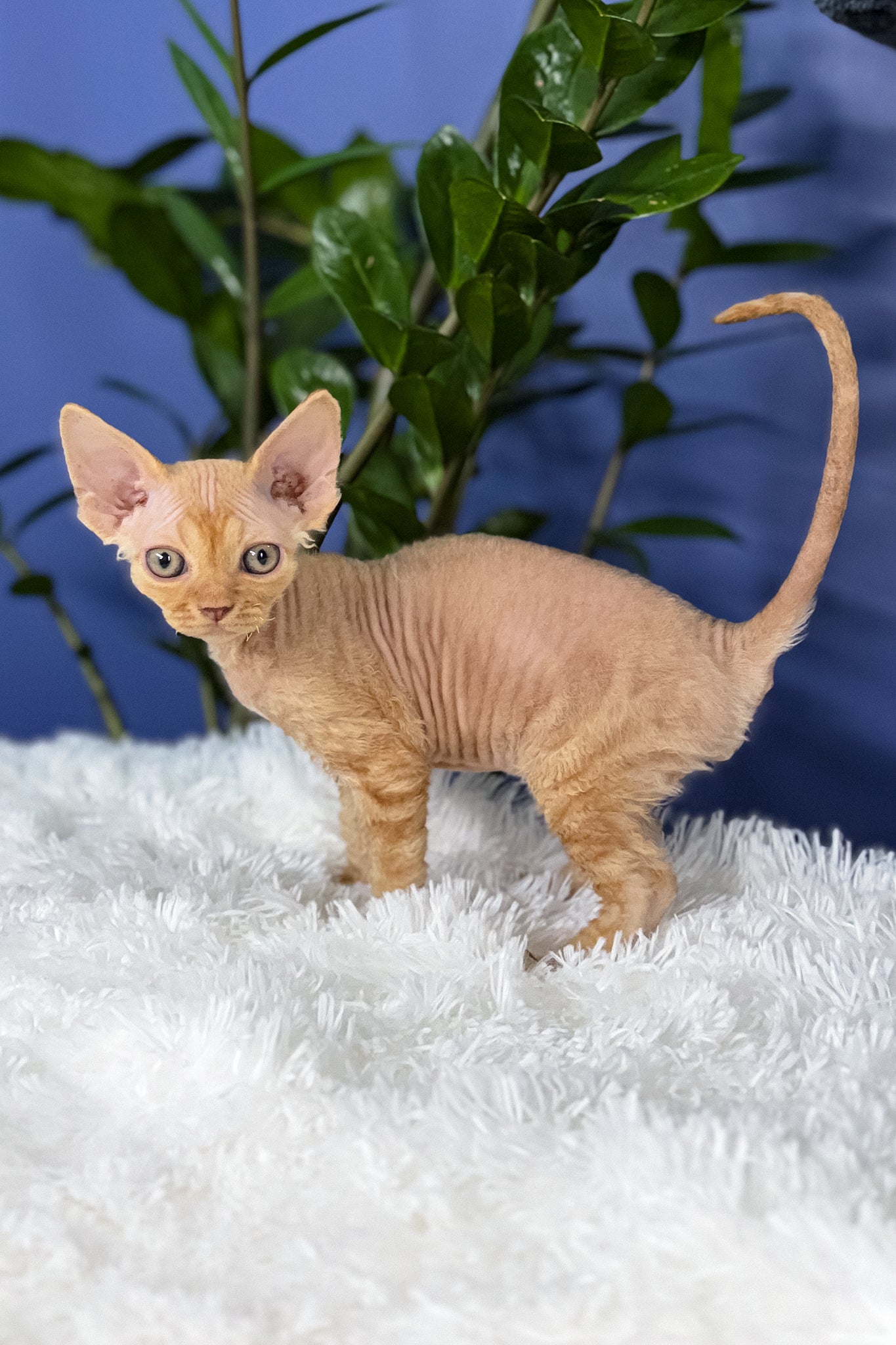 Marcus | Devon Rex Kitten - Image 2