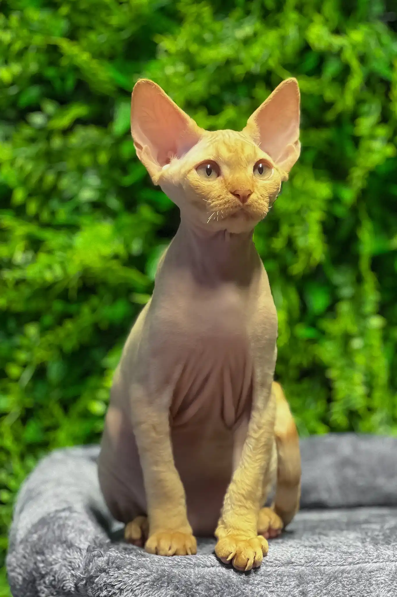 Mario | Devon Rex Kitten - Image 2