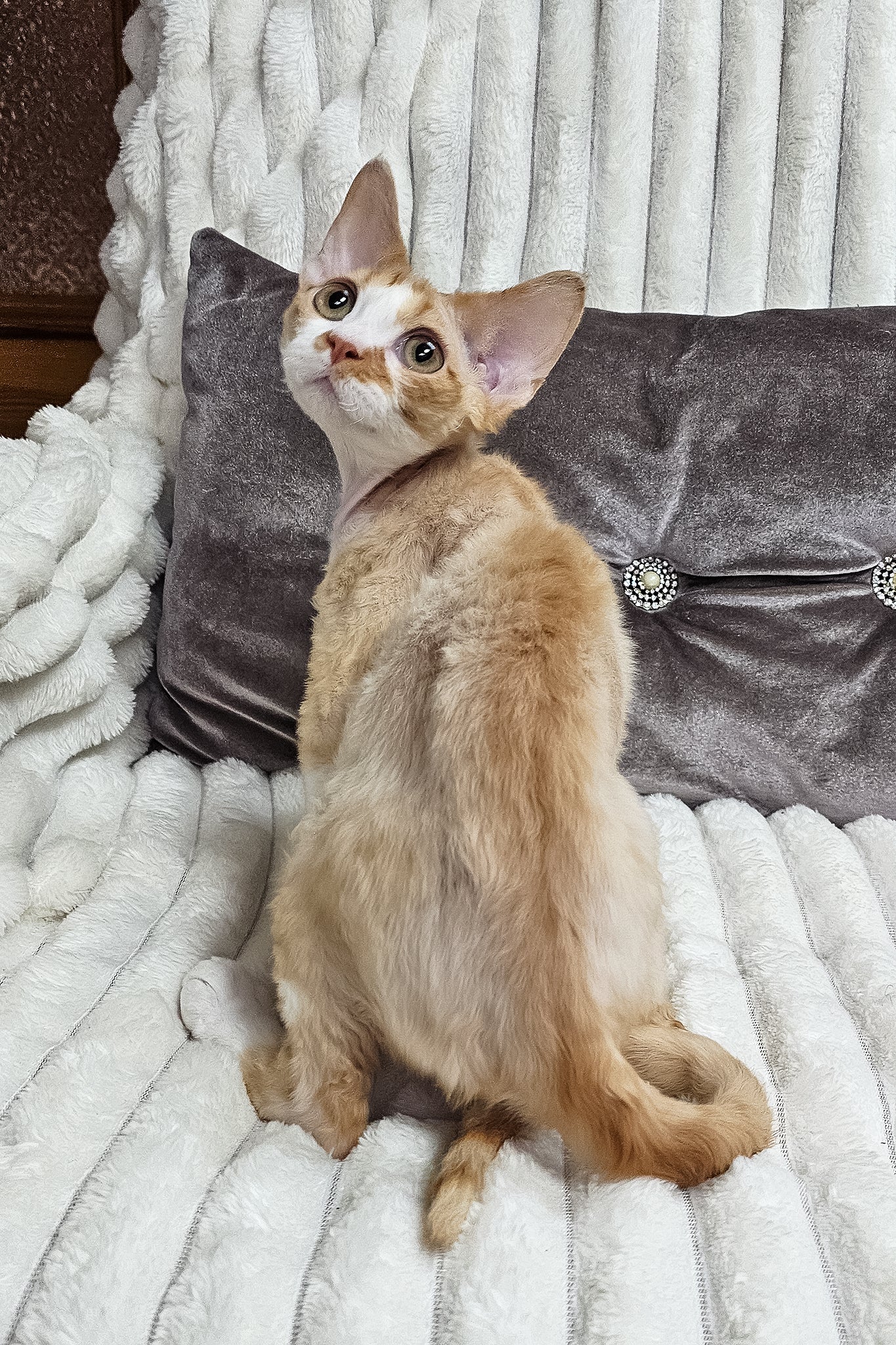 Mars | Devon Rex Kitten - Image 3