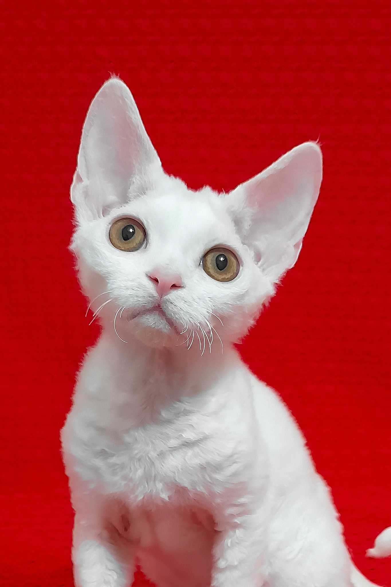 Marseilles | Devon Rex Kitten - Image 3
