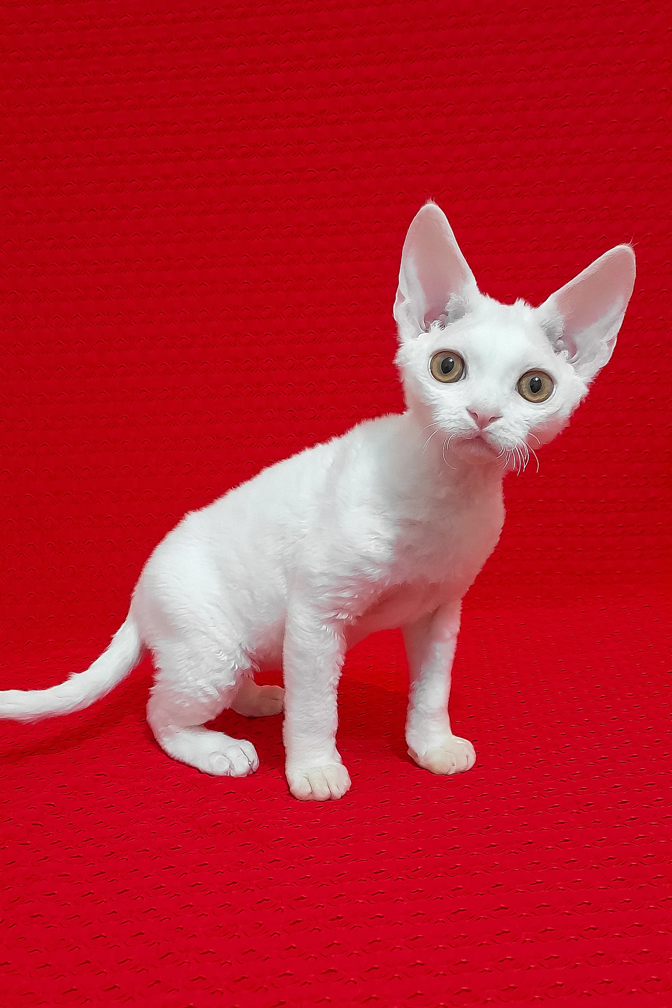 Marseilles | Devon Rex Kitten - Image 4