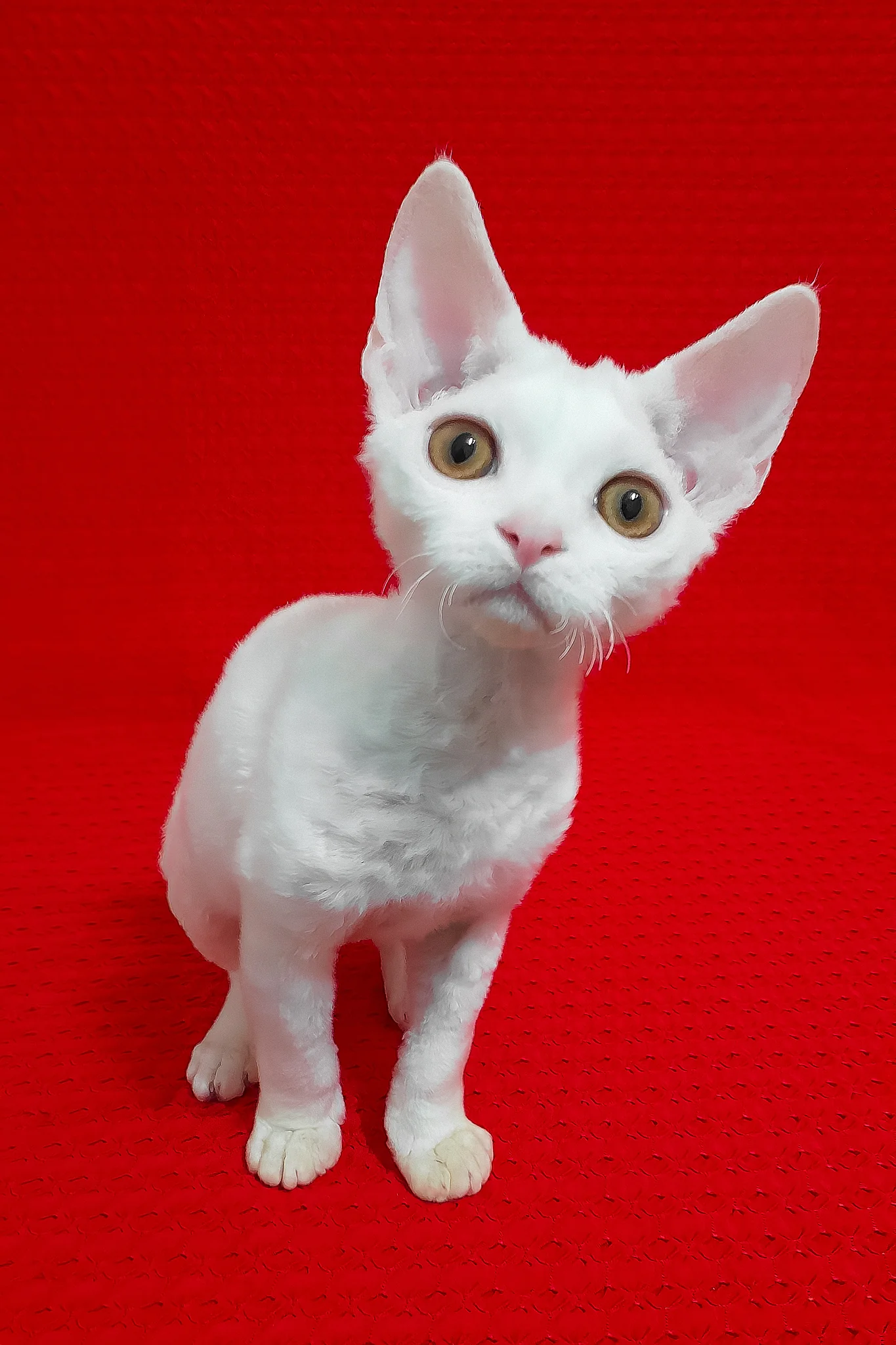 Marseilles | Devon Rex Kitten - Image 5