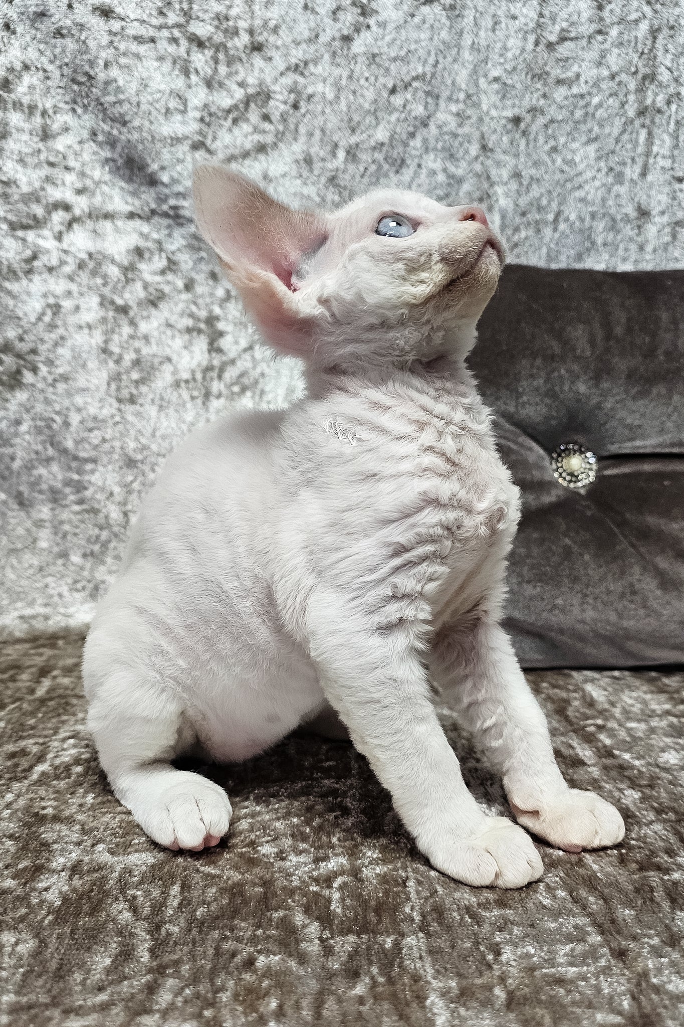Martin | Devon Rex Kitten - Image 10