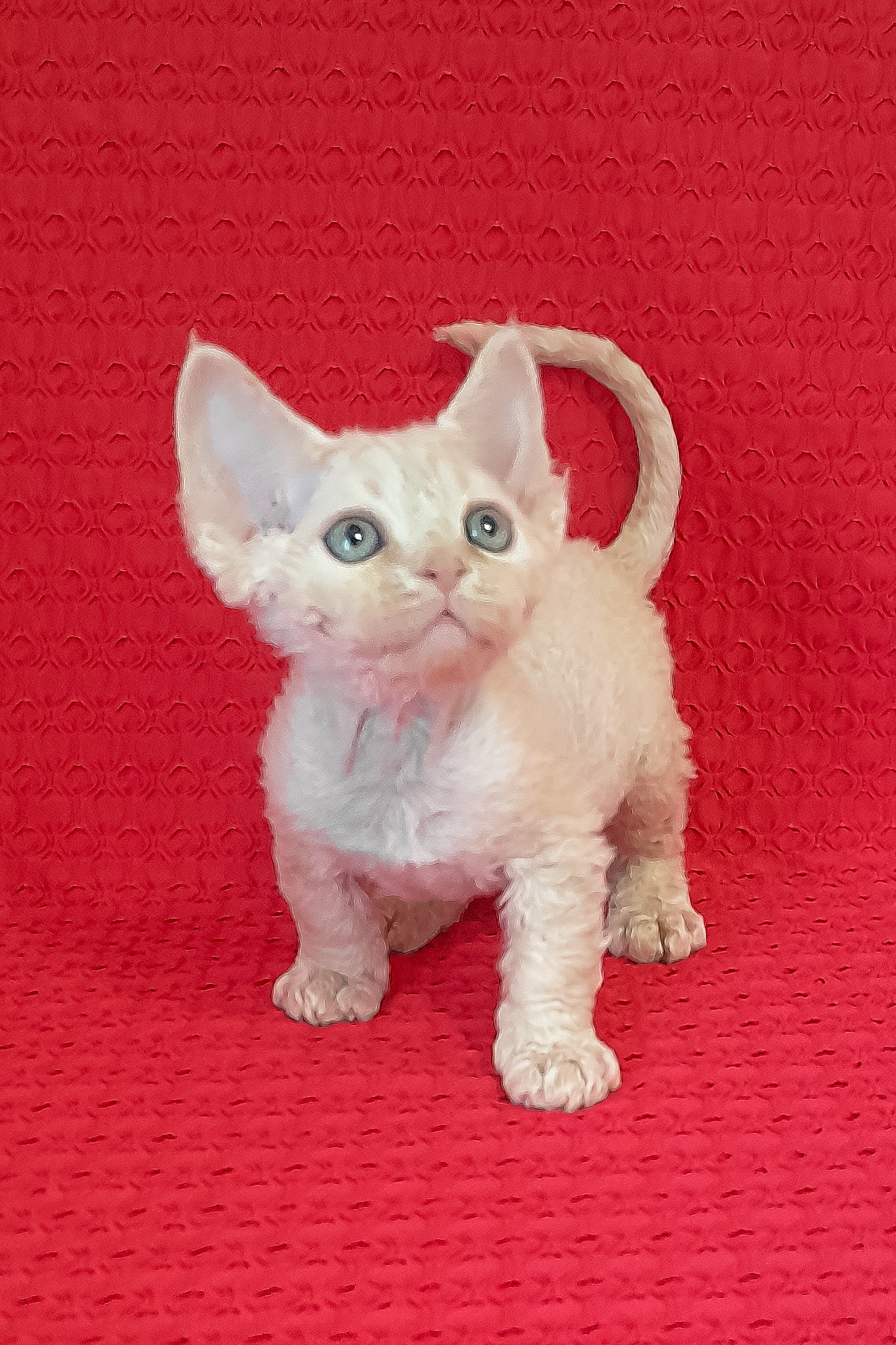 Maurice | Devon Rex Kitten - Image 2