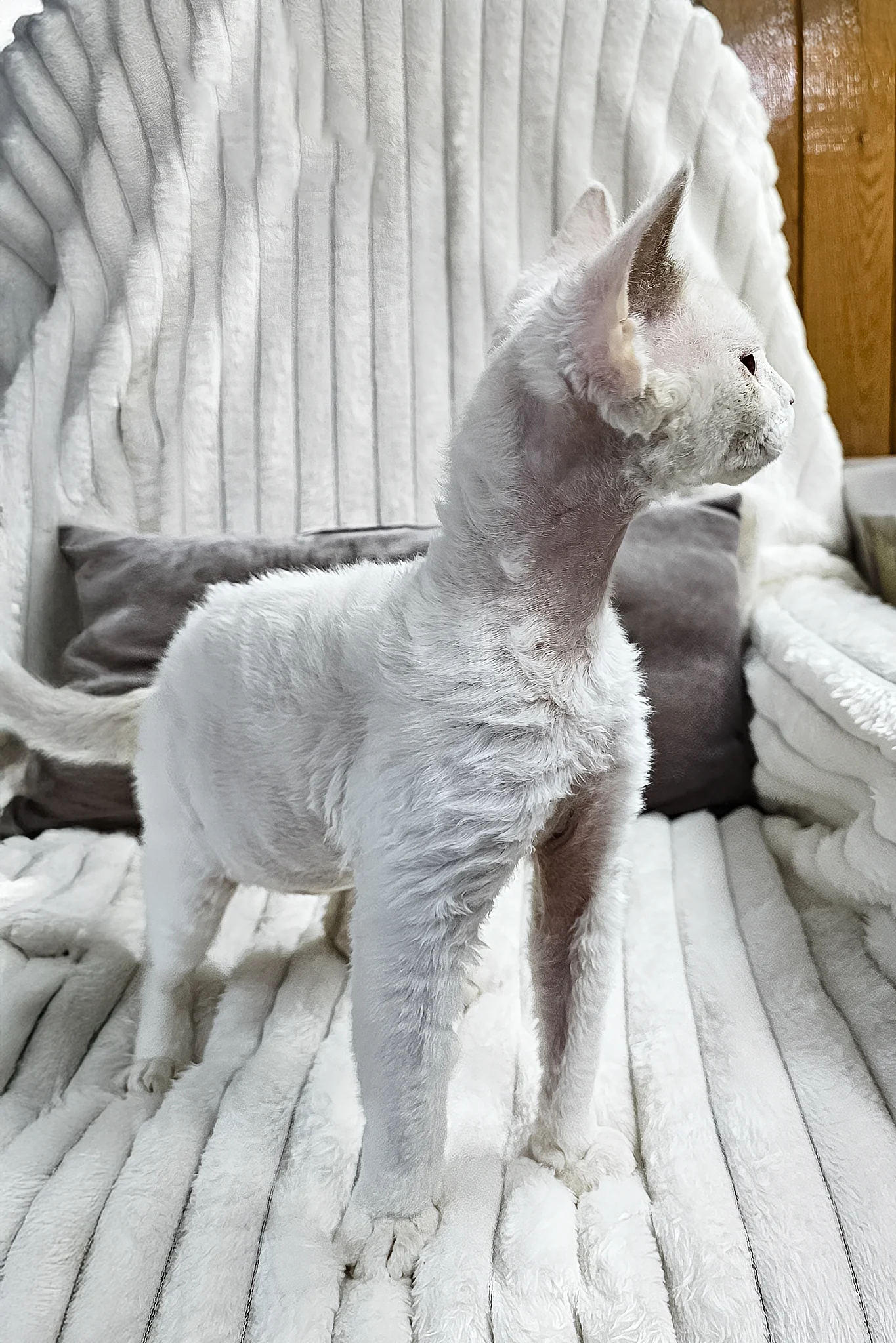 Merlin | Devon Rex Kitten - Image 7