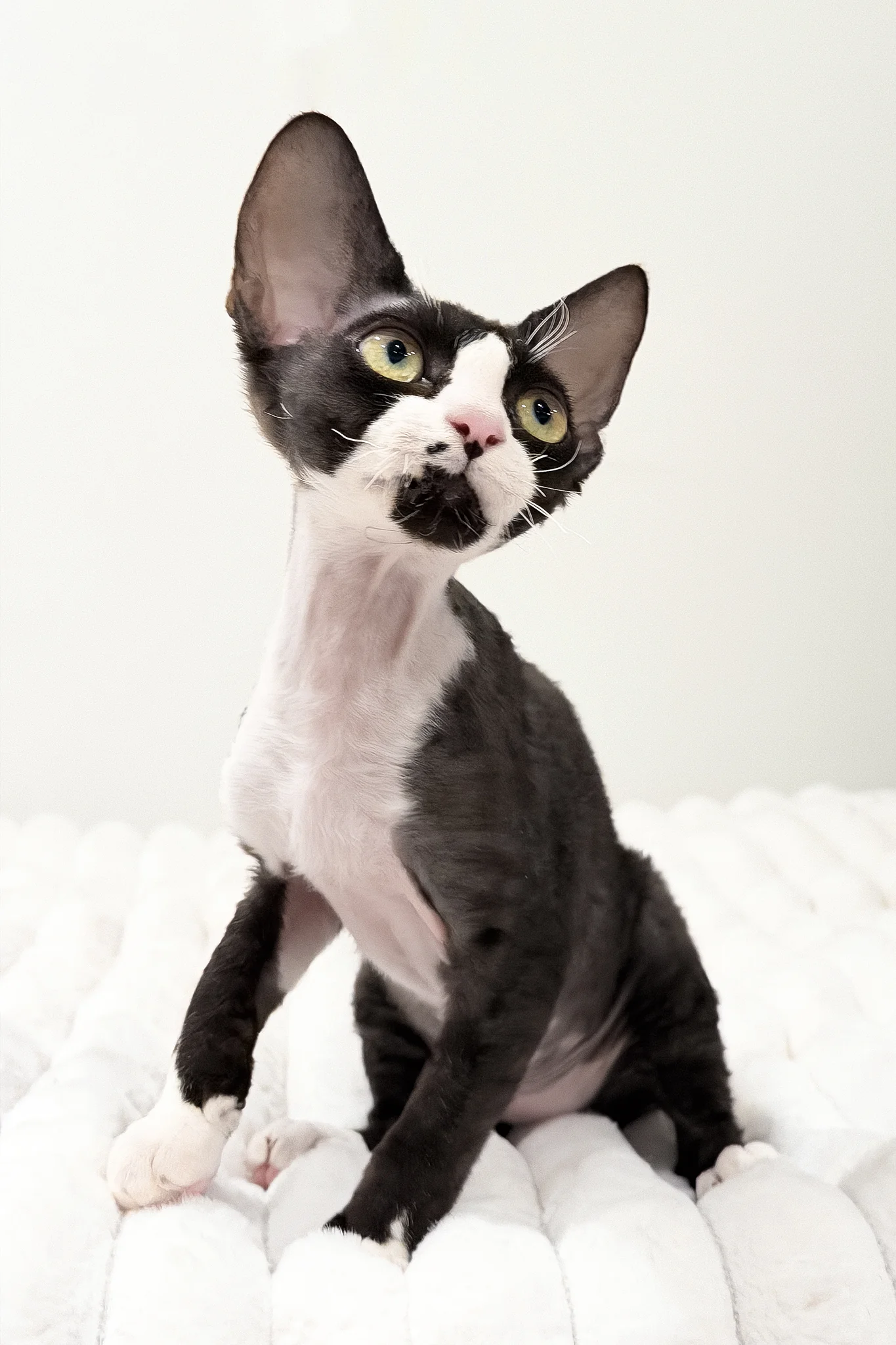 Oscar | Devon Rex Kitten - Image 3
