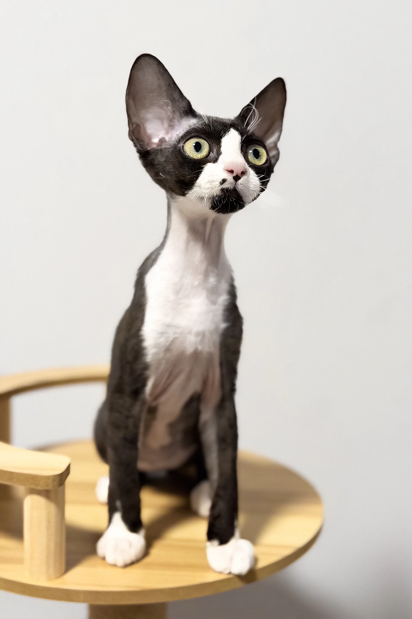 Oscar | Devon Rex Kitten - Image 4