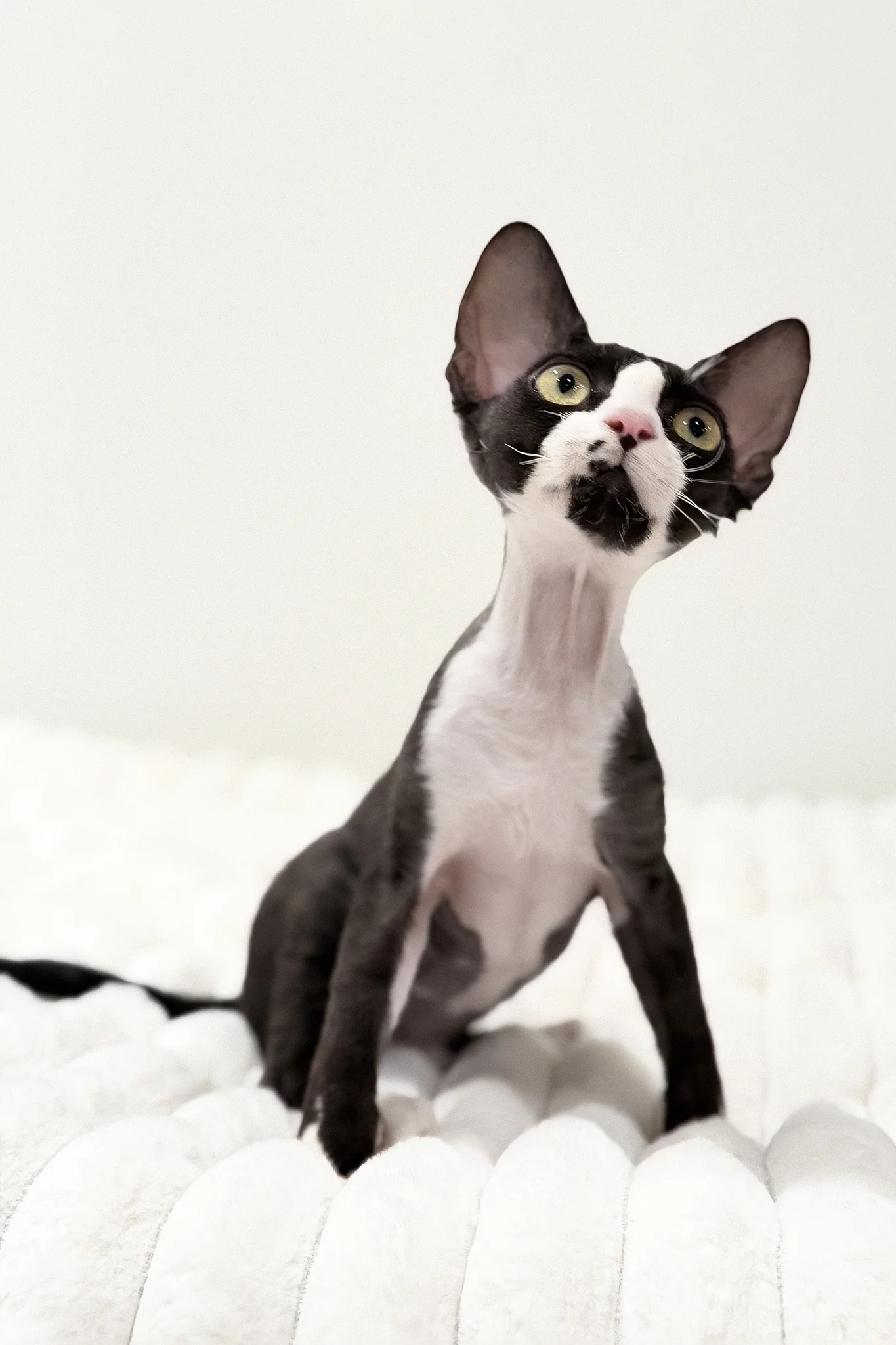 Oscar | Devon Rex Kitten - Image 5