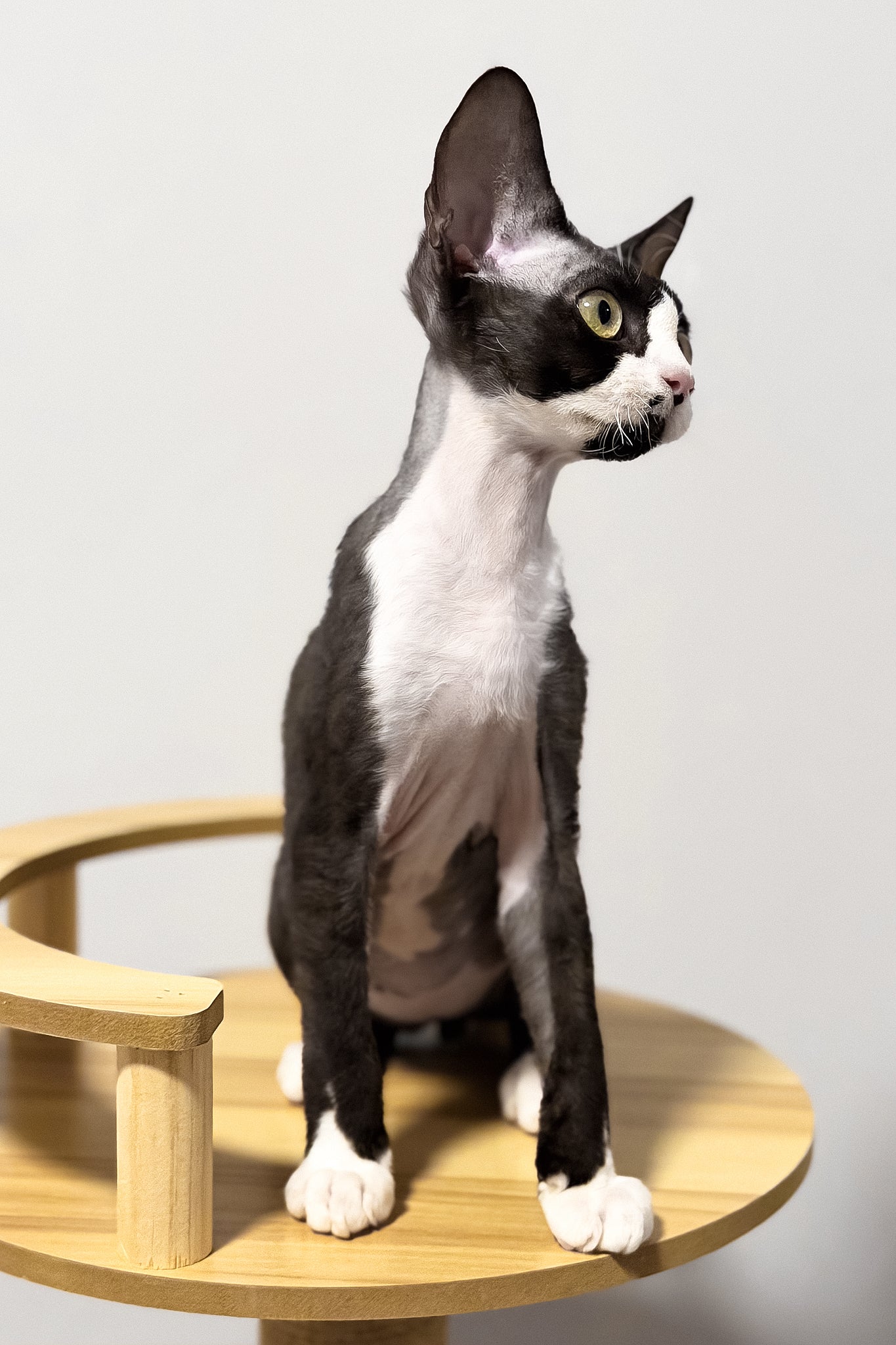 Oscar | Devon Rex Kitten - Image 6