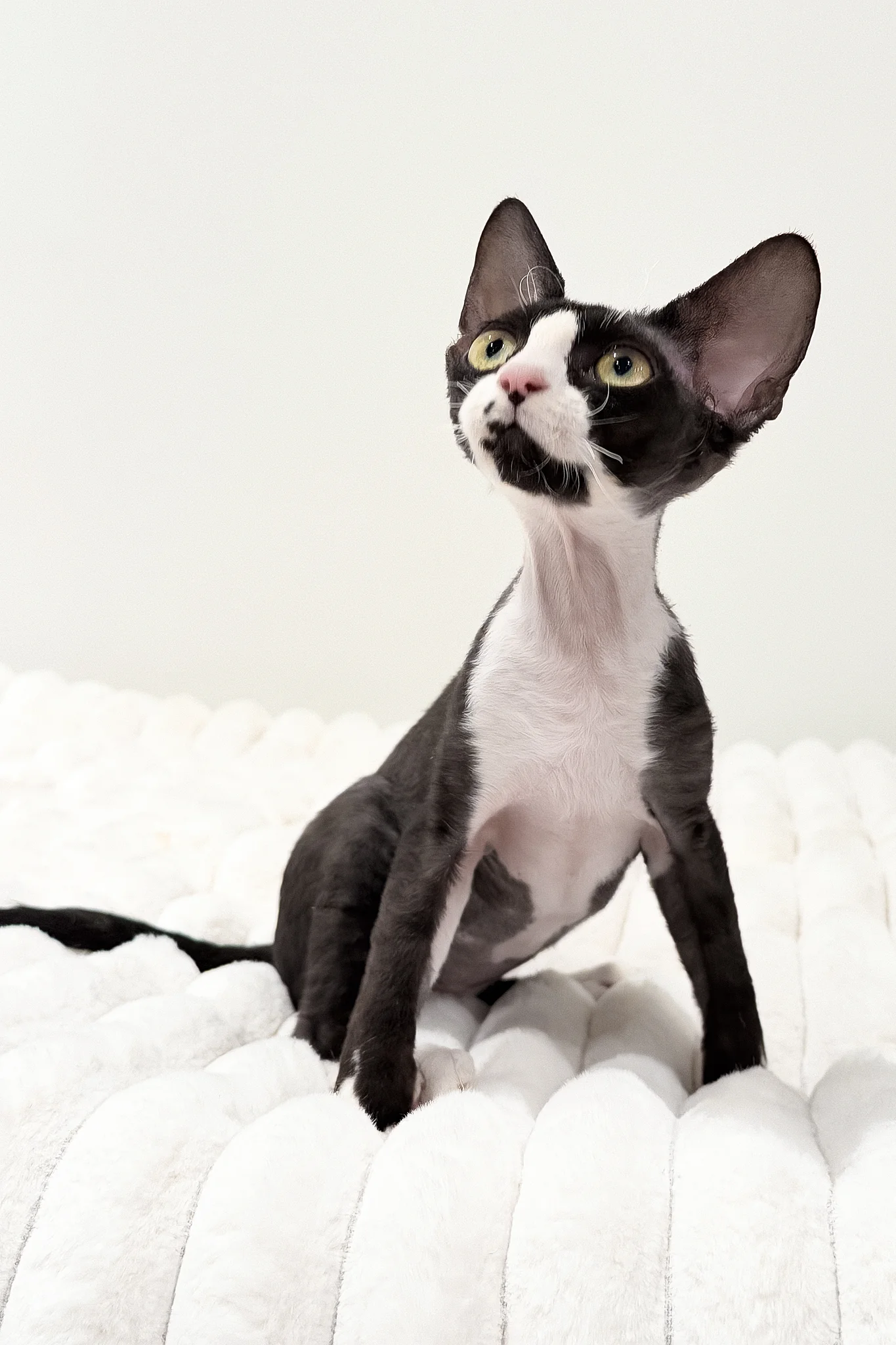 Oscar | Devon Rex Kitten - Image 7