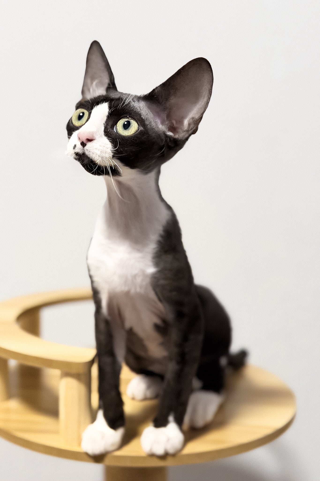 Oscar | Devon Rex Kitten - Image 8