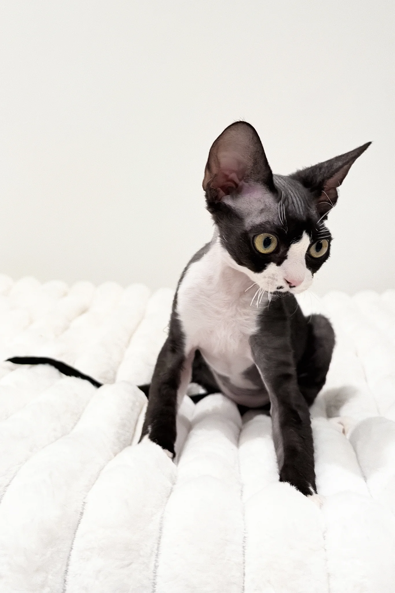 Oscar | Devon Rex Kitten - Image 9