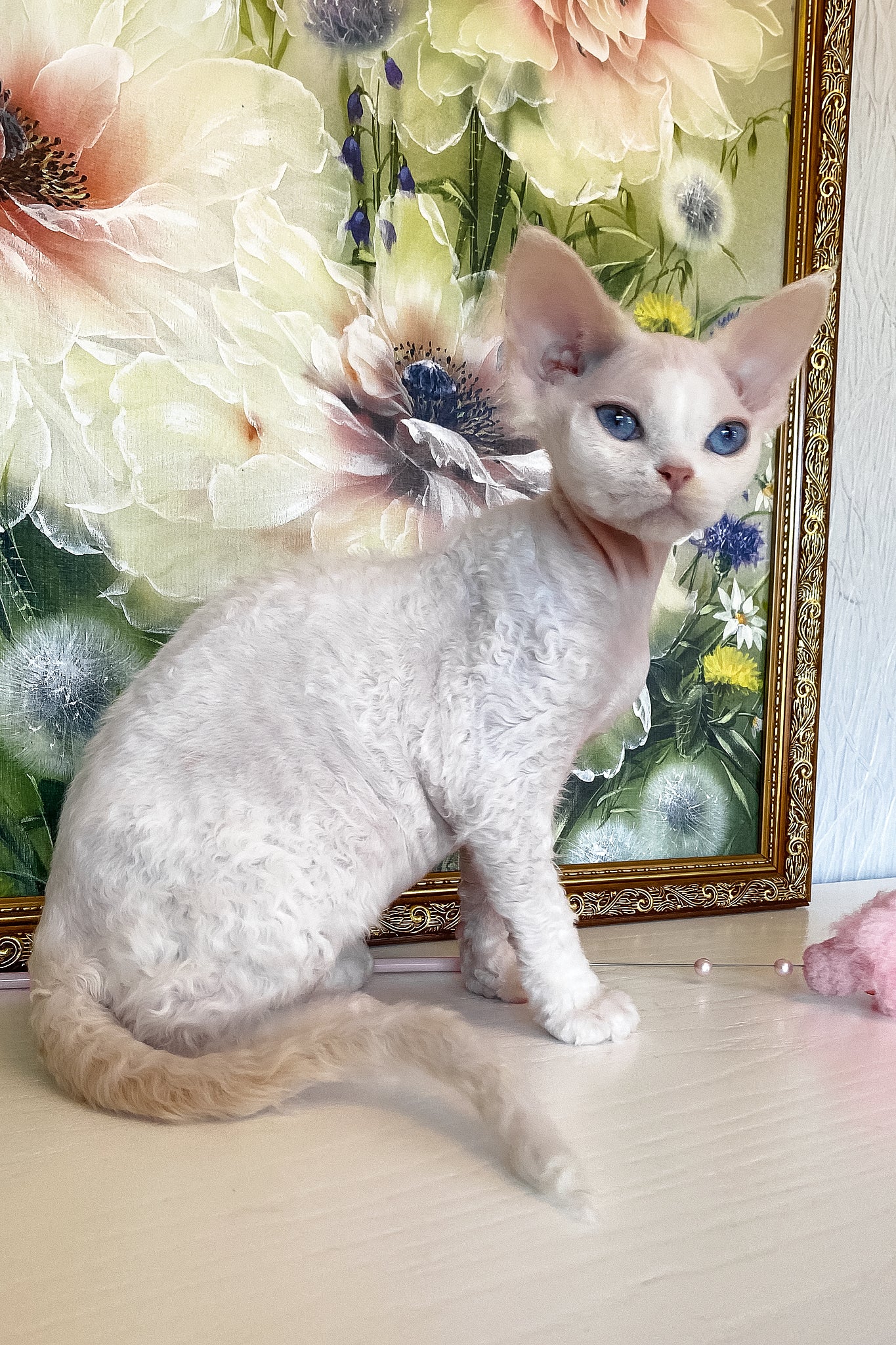 Qairo | Devon Rex Kitten - Image 3