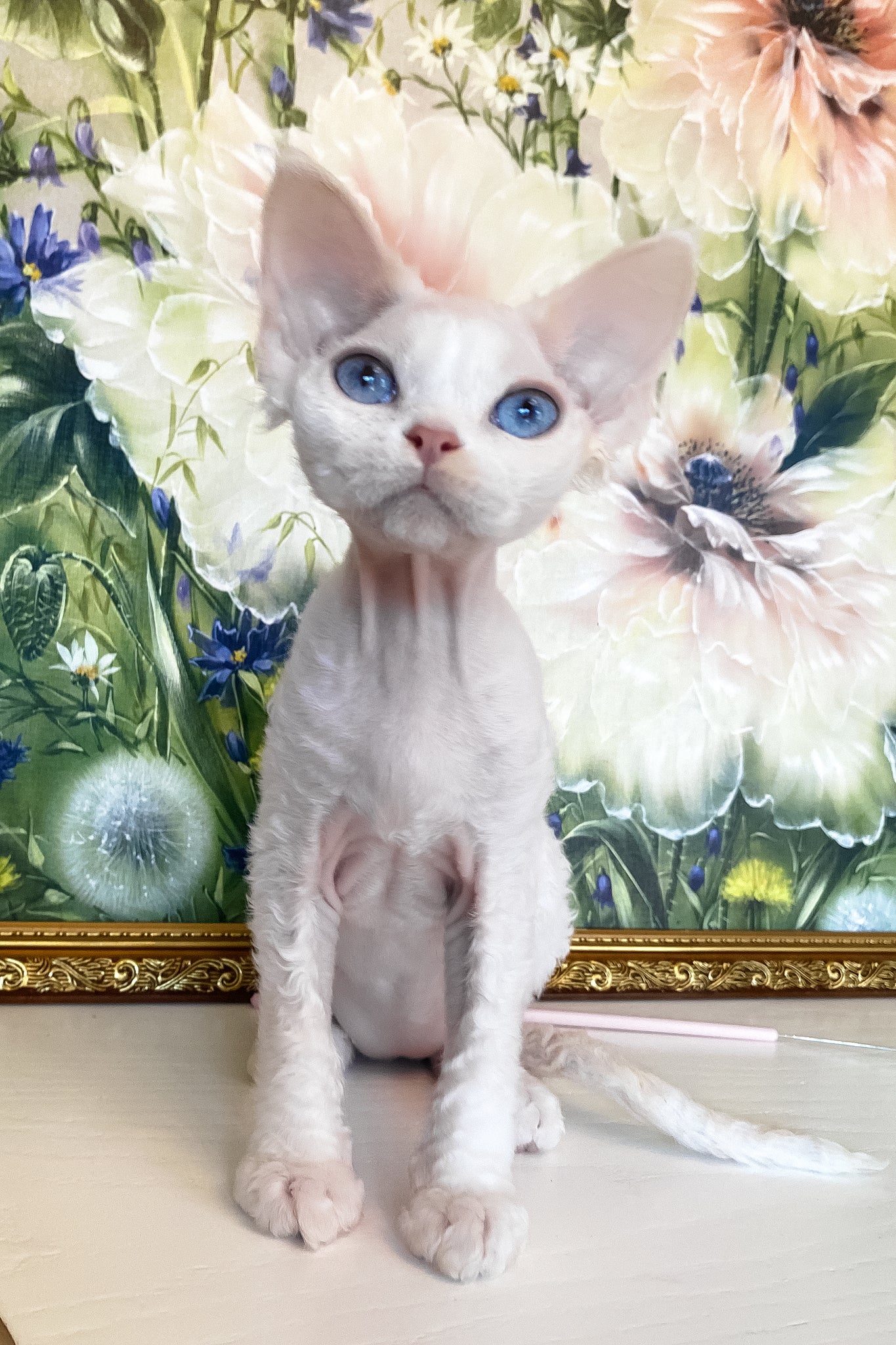 Qairo | Devon Rex Kitten - Image 4
