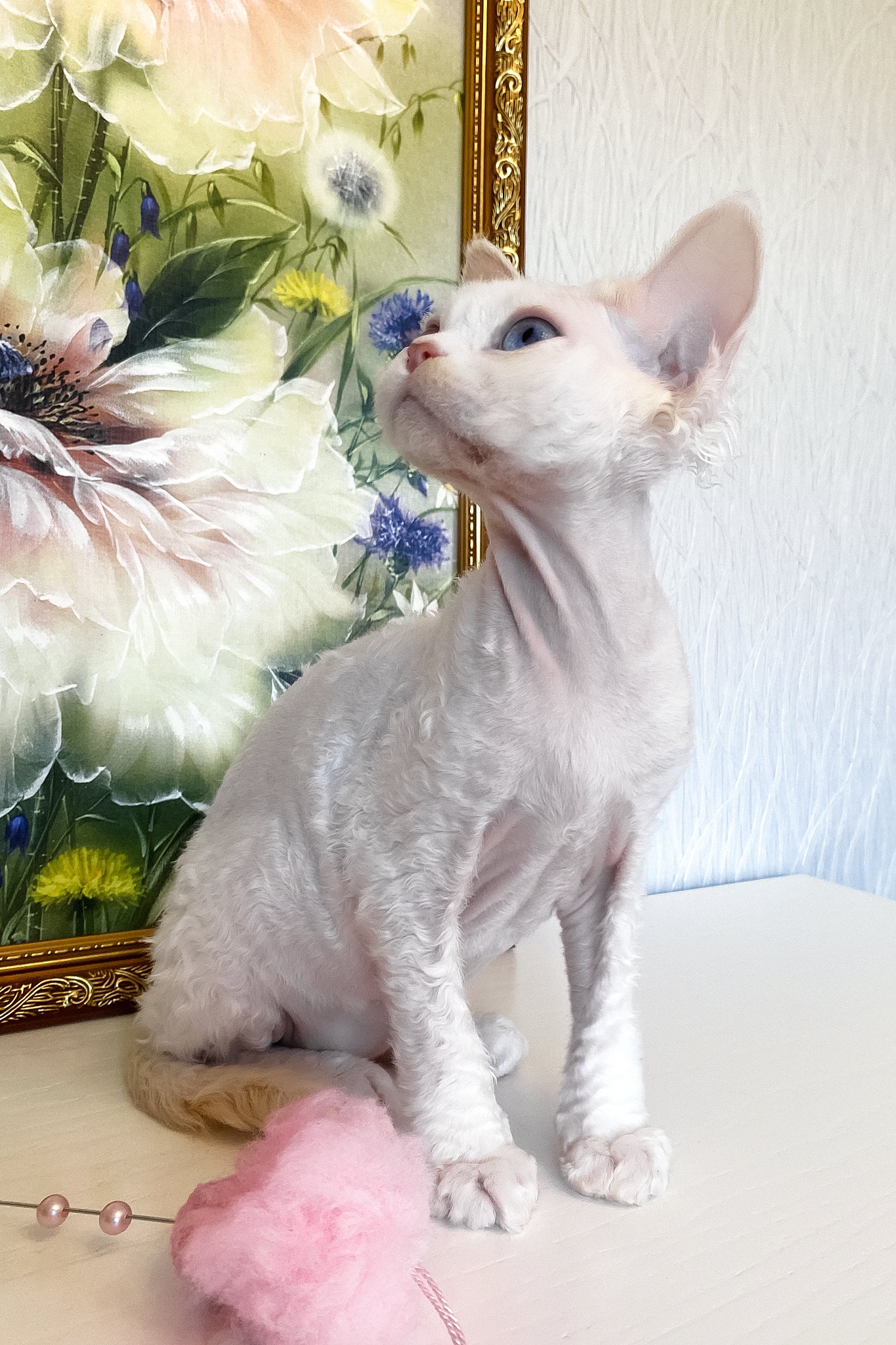 Qairo | Devon Rex Kitten - Image 5