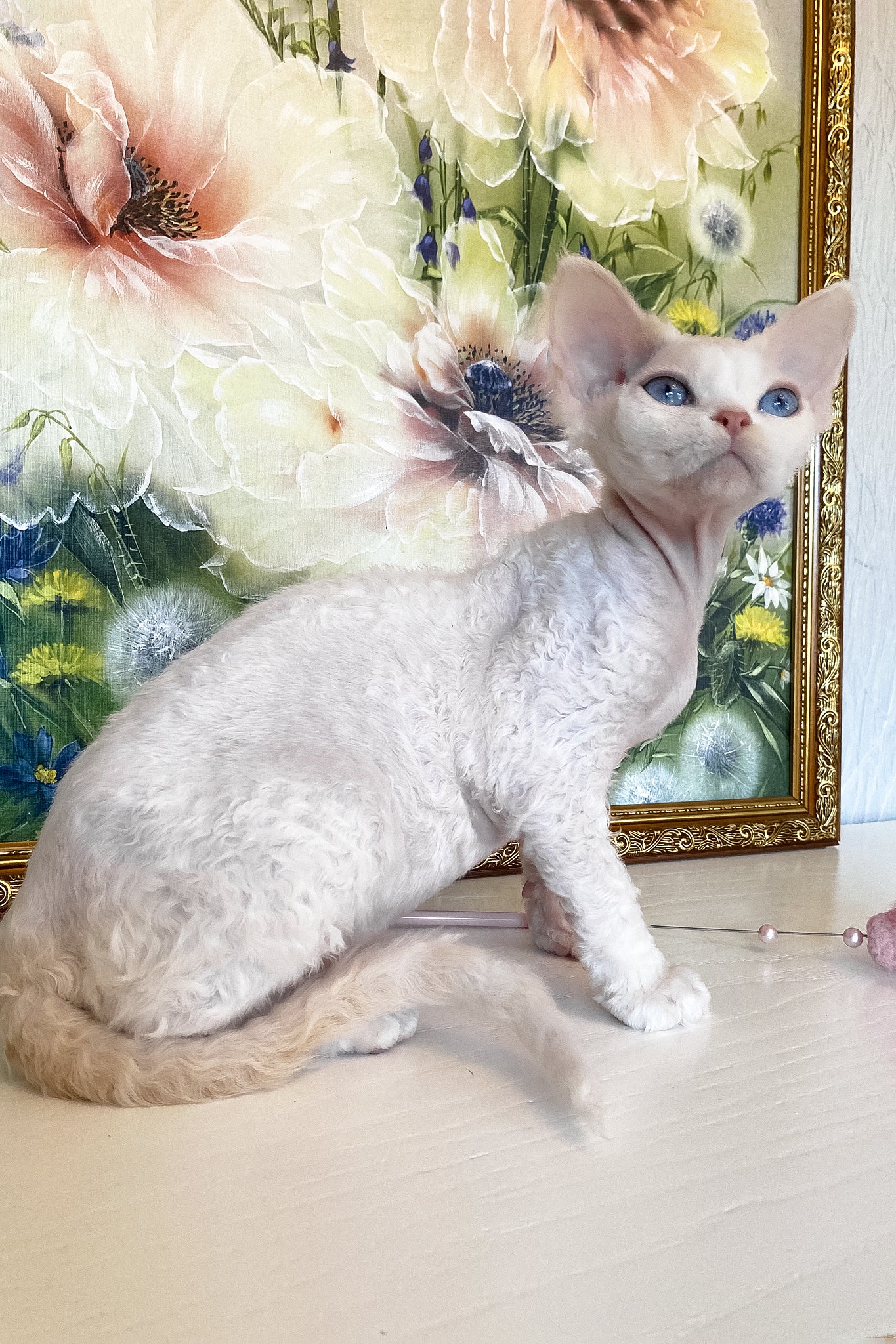 Qairo | Devon Rex Kitten - Image 6