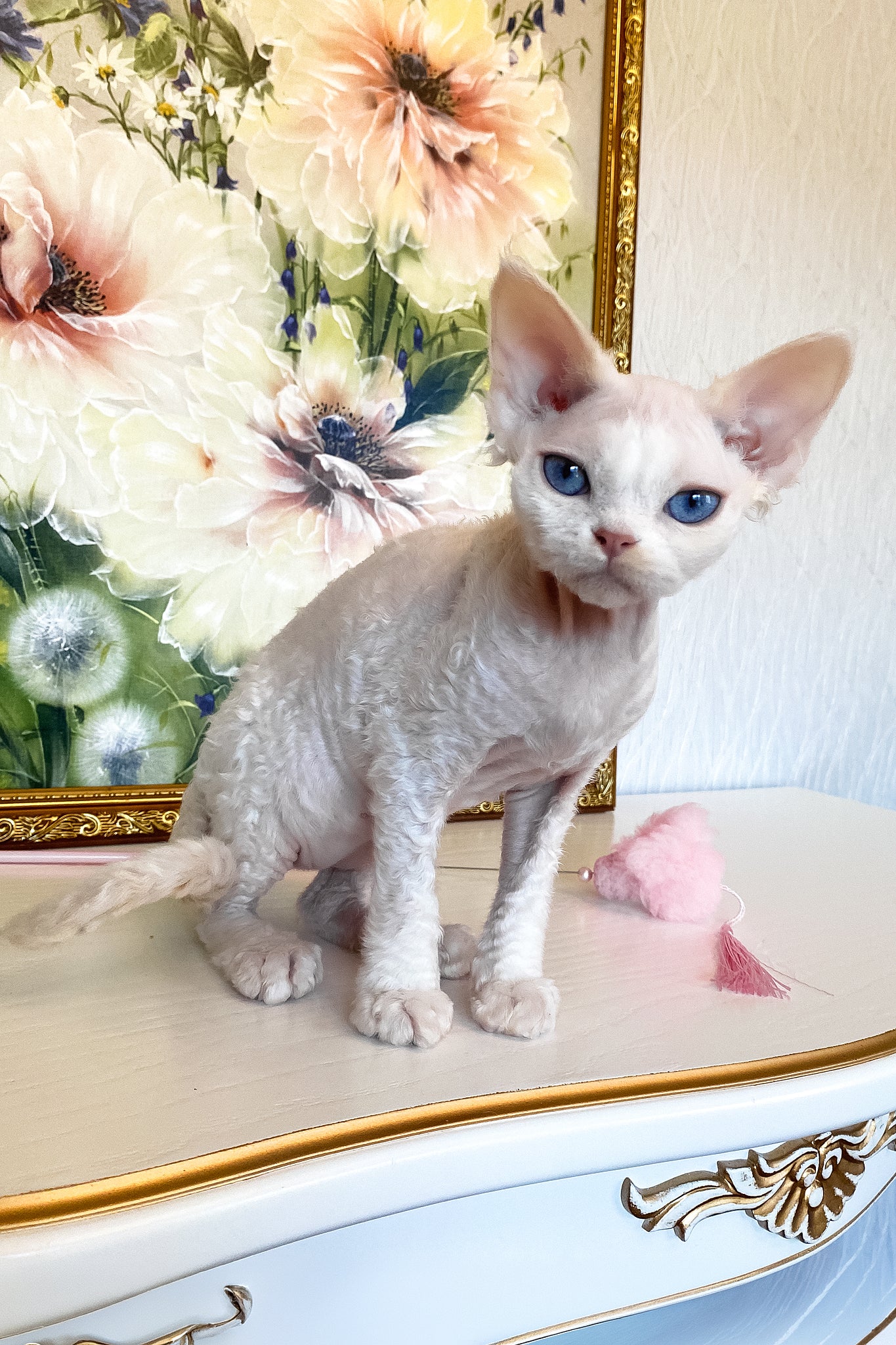 Qairo | Devon Rex Kitten - Image 7