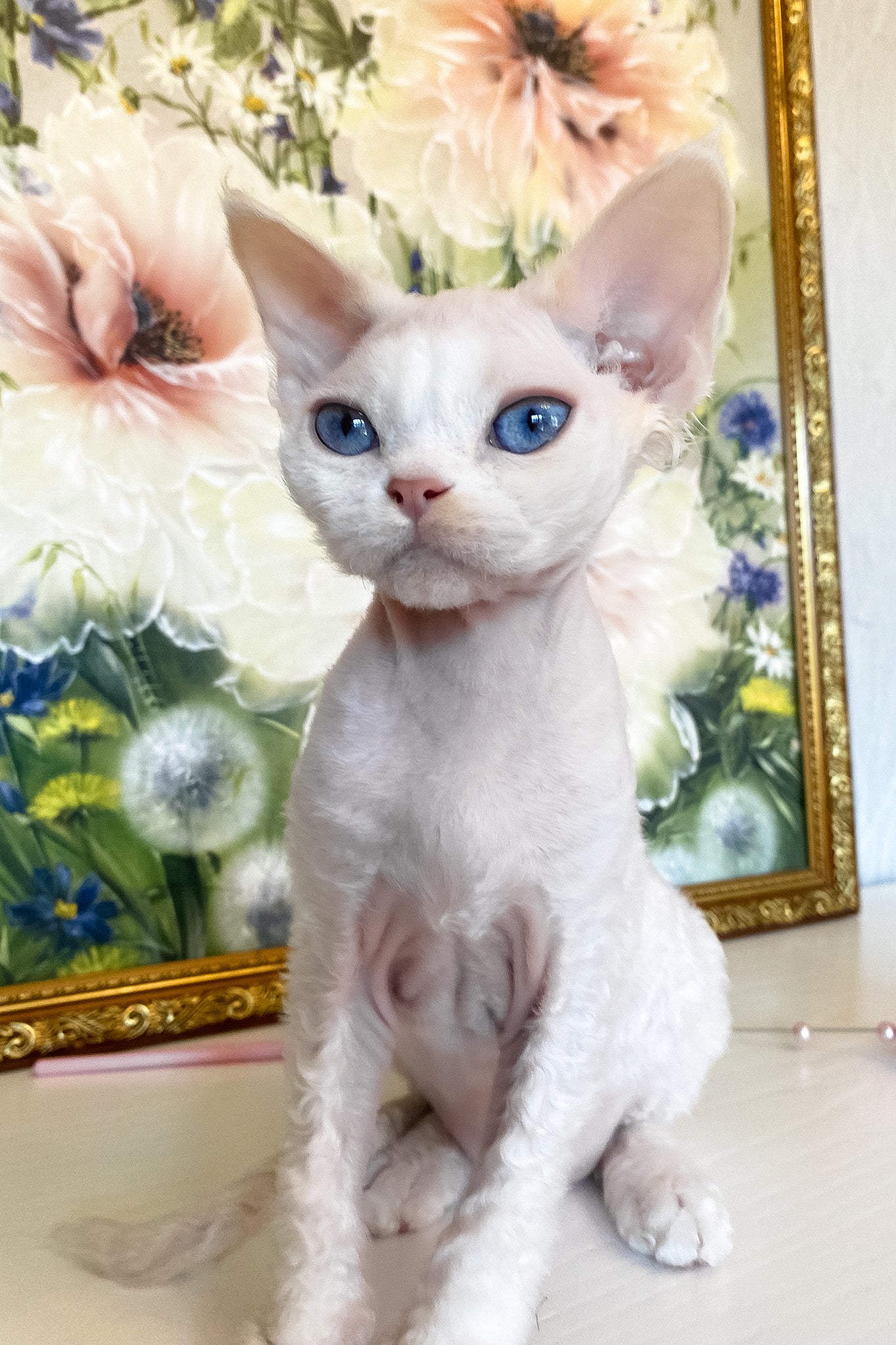 Qairo | Devon Rex Kitten - Image 8