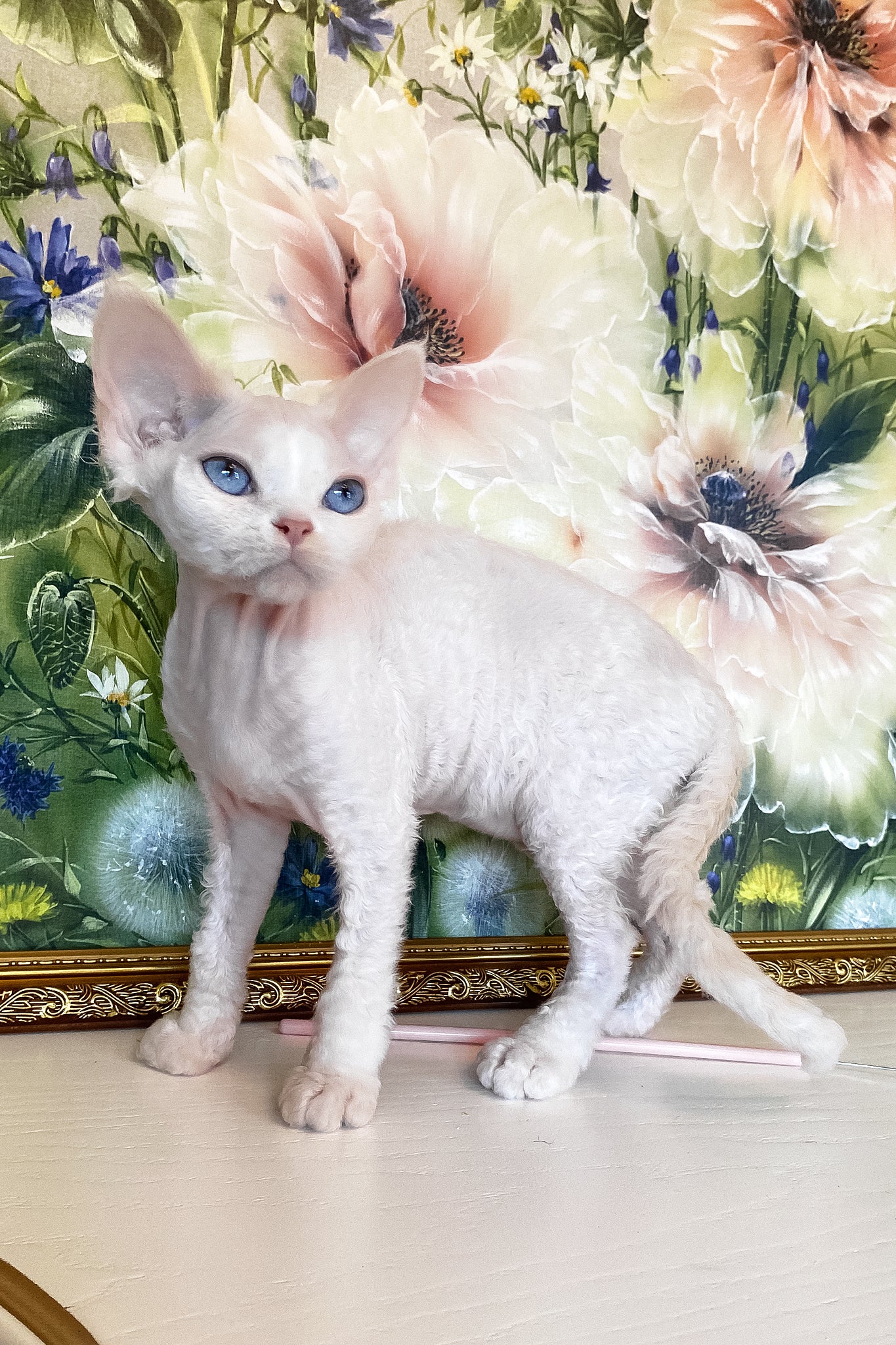 Qairo | Devon Rex Kitten - Image 9