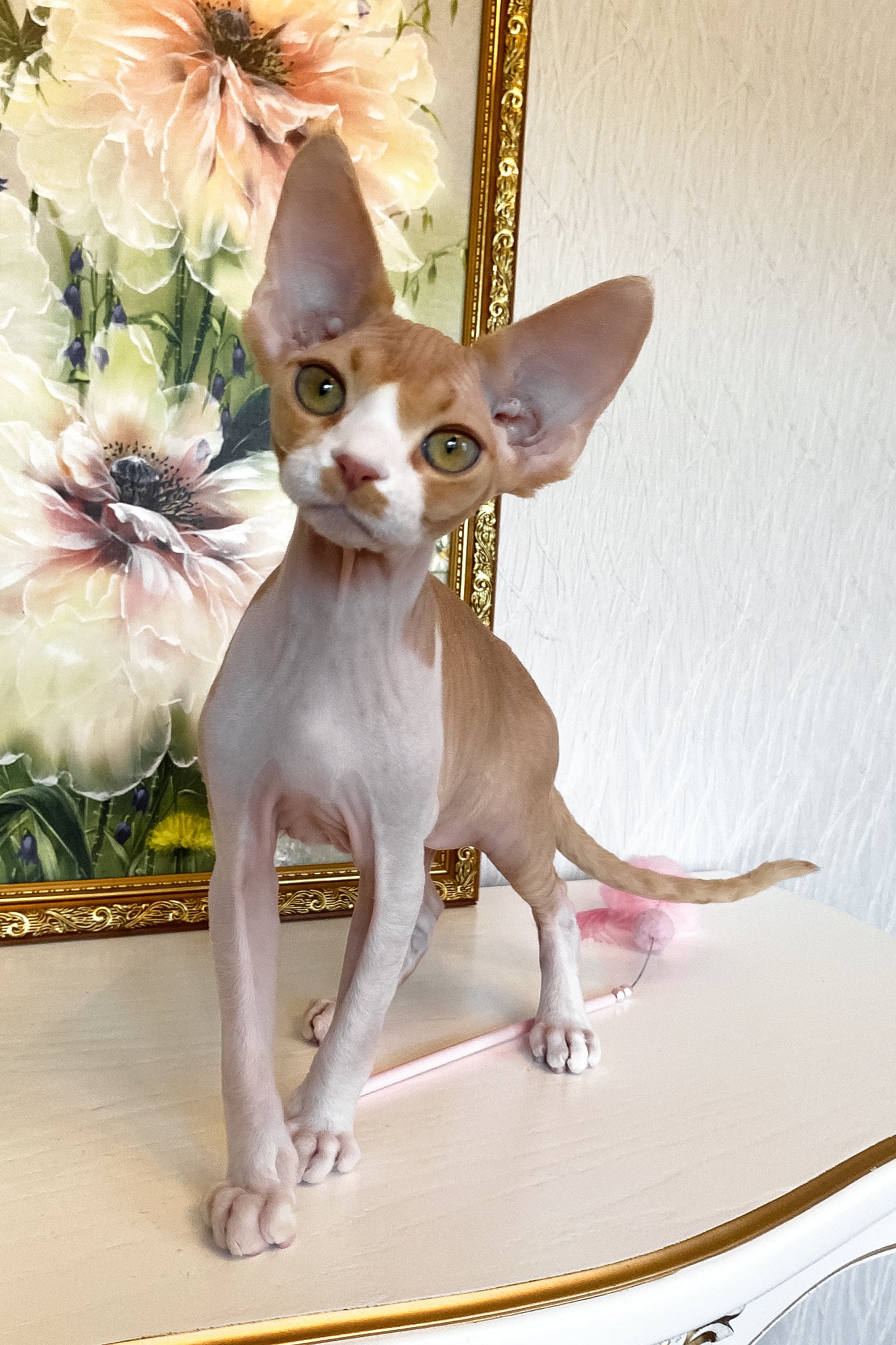 Quasar | Devon Rex Kitten - Image 9