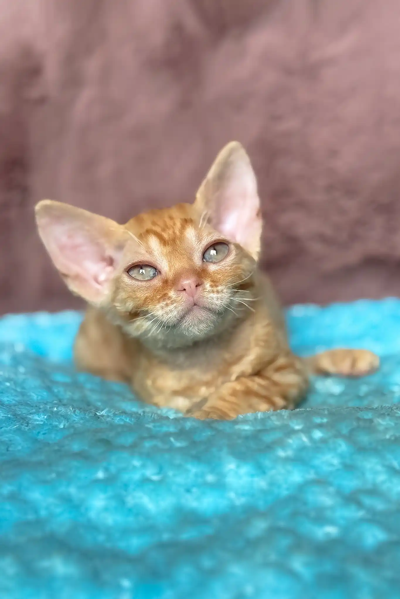 Quentin | Devon Rex Kitten - Image 2