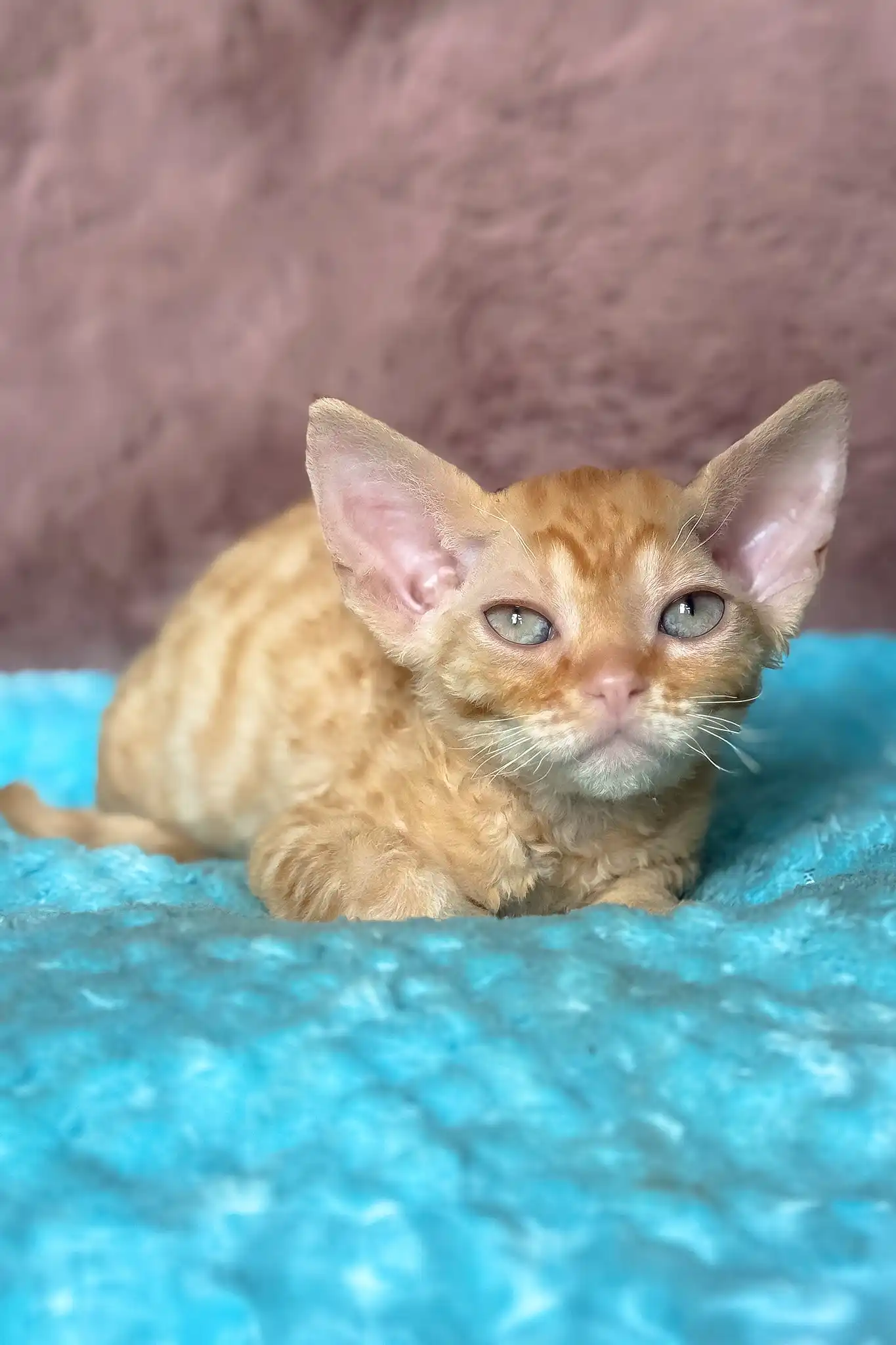 Quentin | Devon Rex Kitten - Image 5