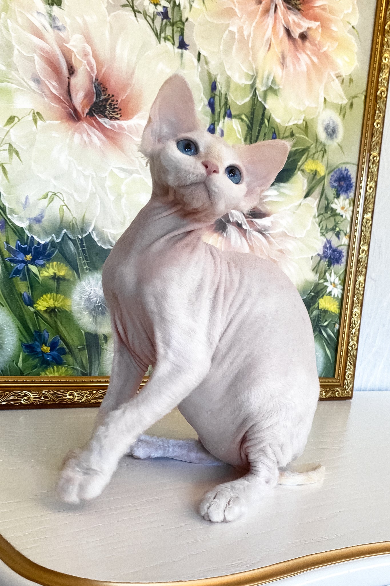Quentin | Devon Rex Kitten - Image 10