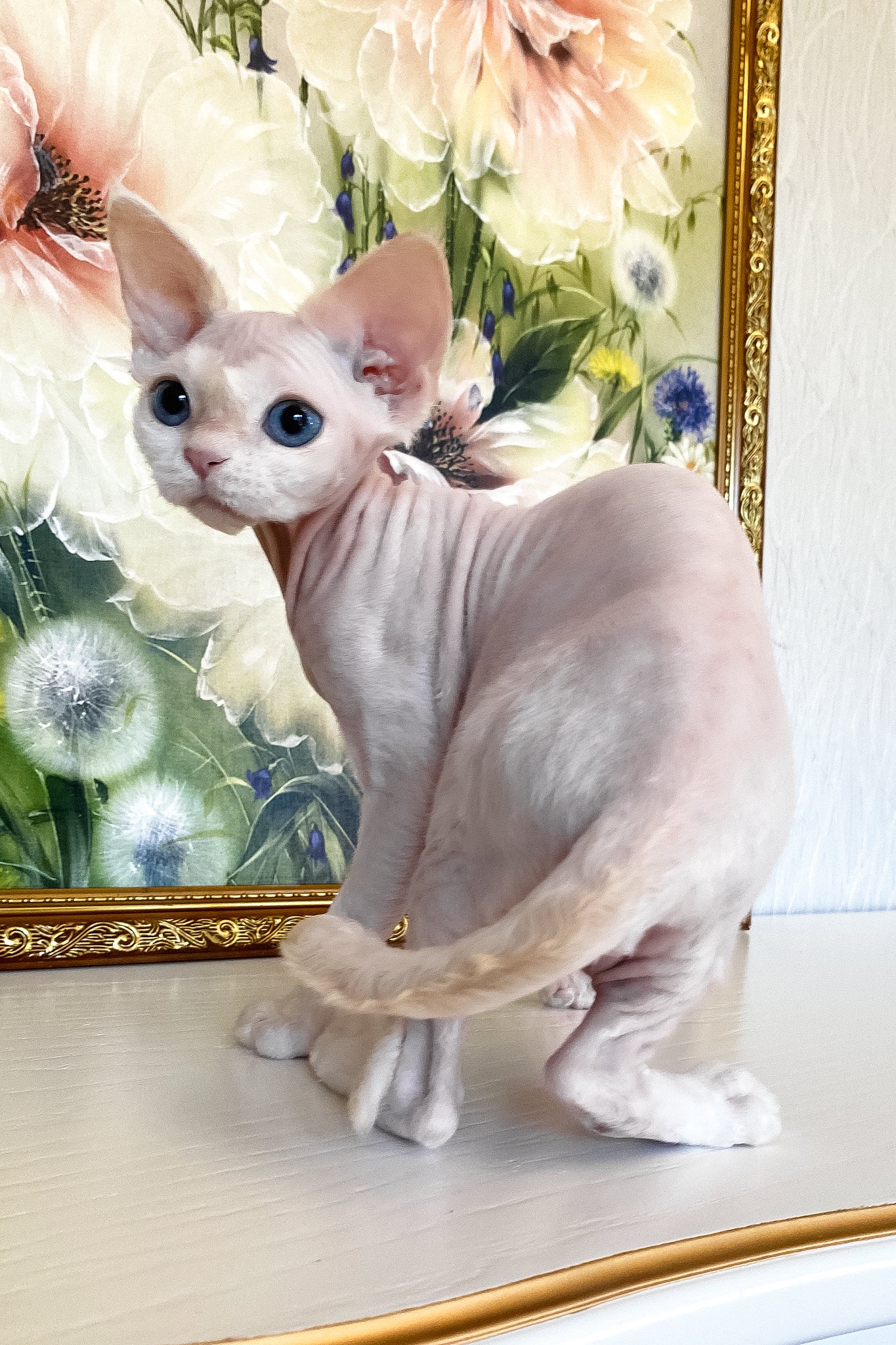 Quentin | Devon Rex Kitten - Image 3